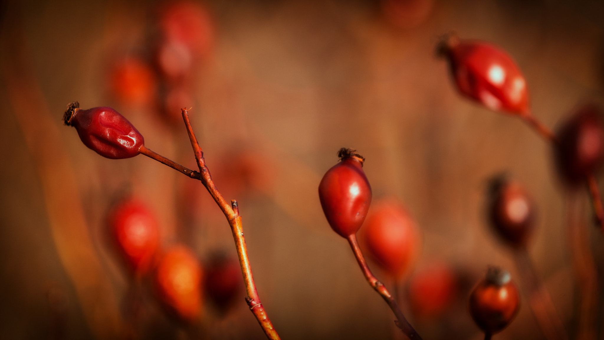 Sony 70-400mm F4-5.6 G SSM II sample photo. Red blurs photography