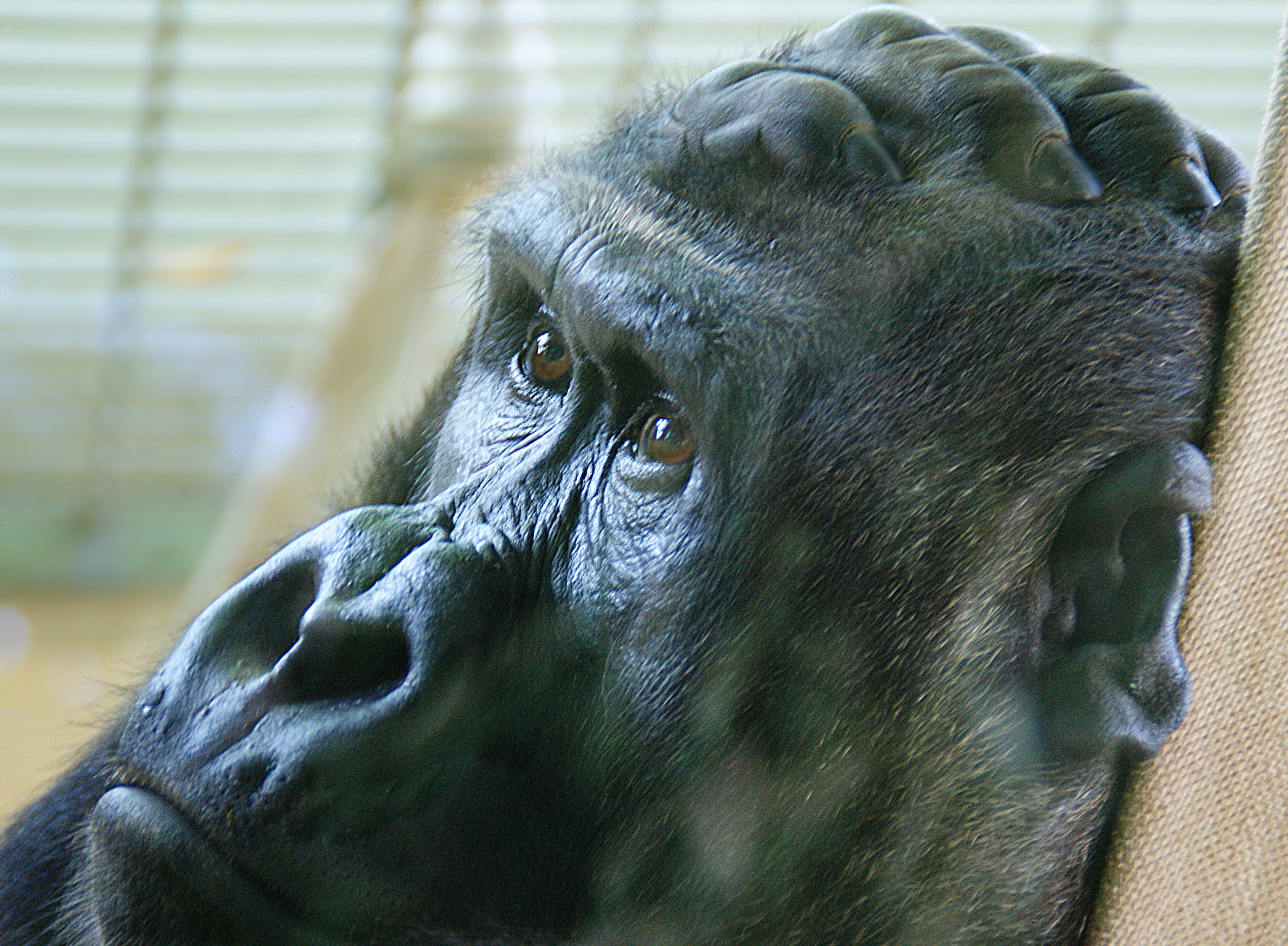 Sony DT 18-200mm F3.5-6.3 sample photo. Der denker photography