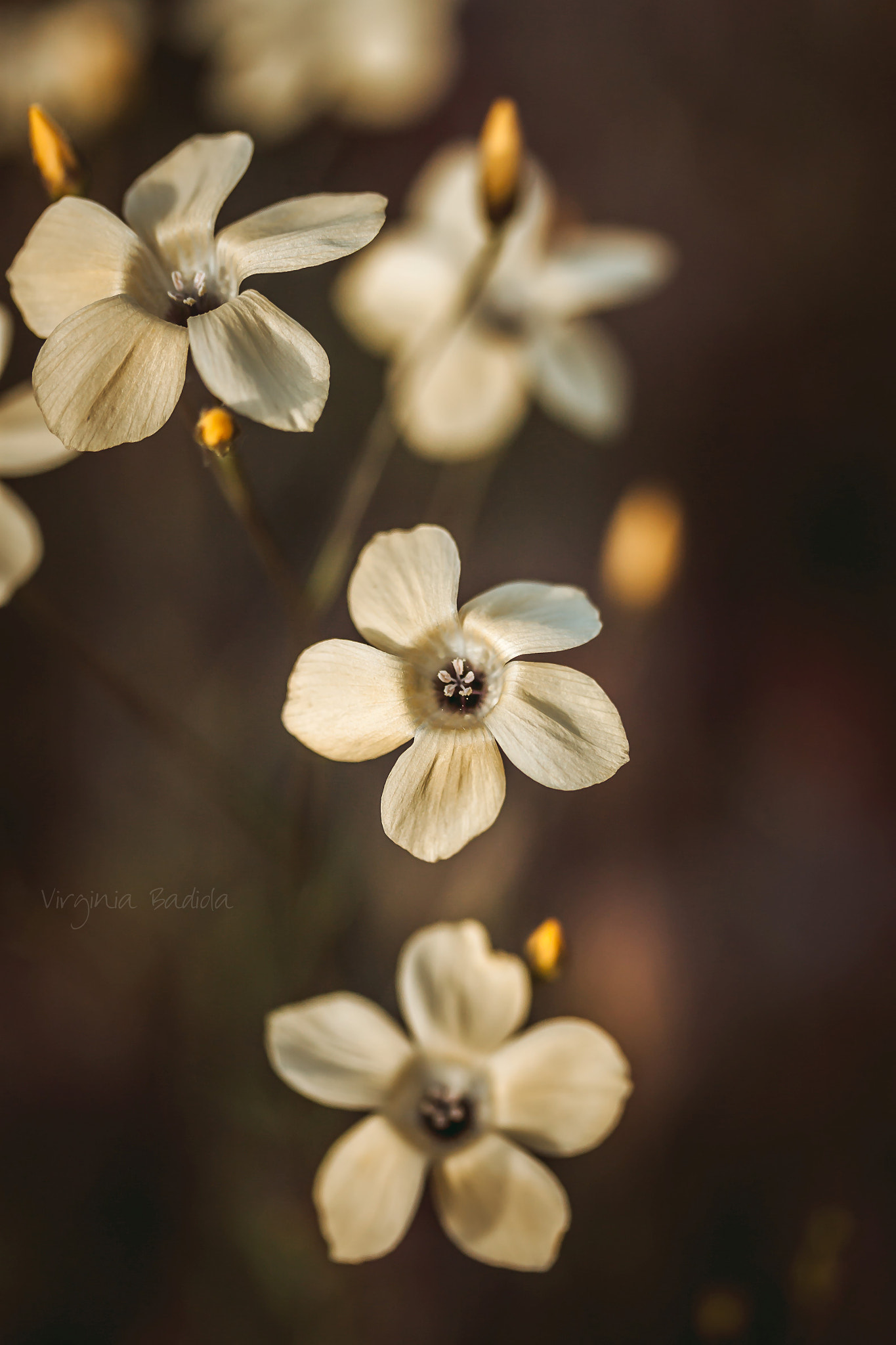 Canon EF-S 60mm F2.8 Macro USM sample photo. *** photography