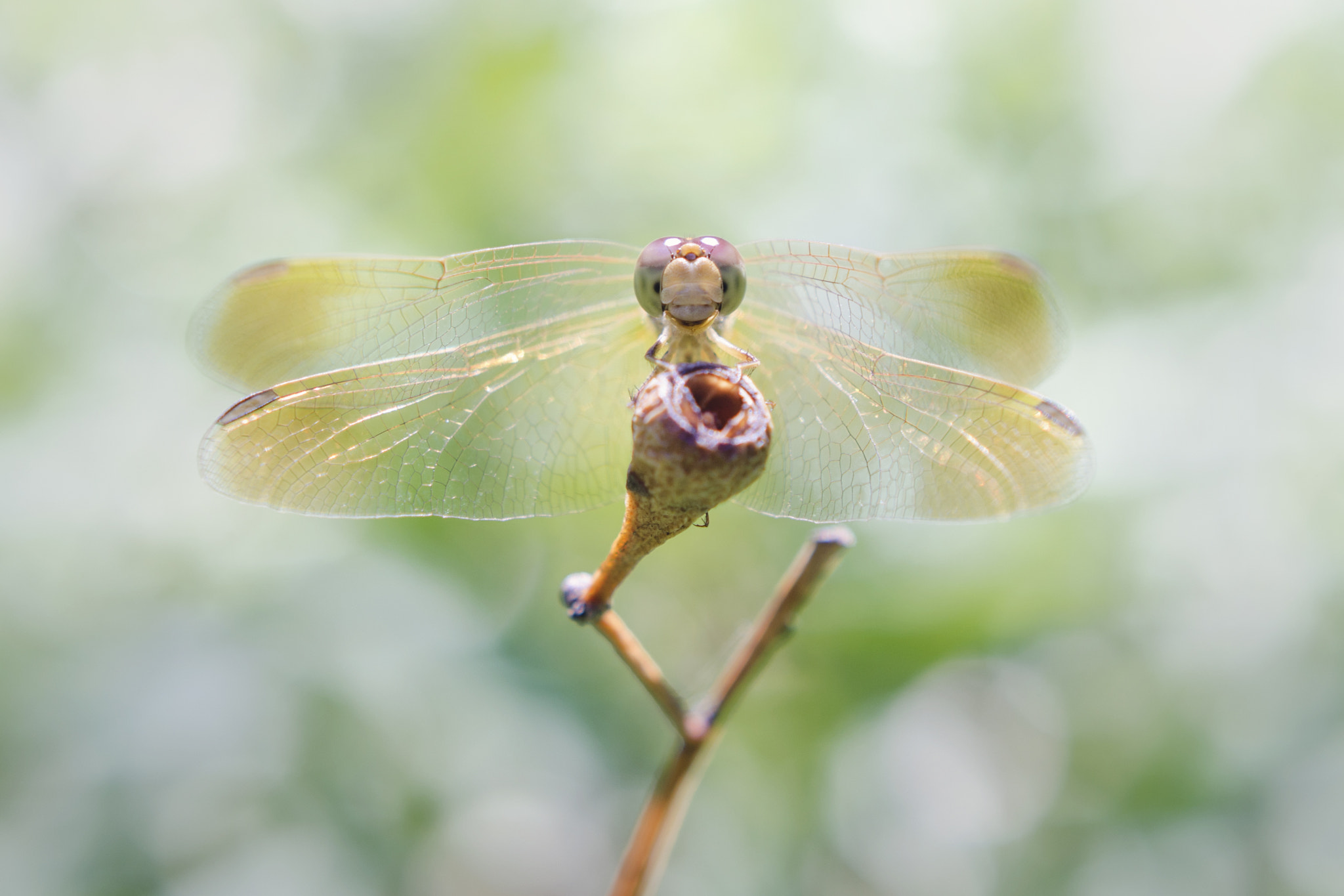 Nikon AF-S DX Micro Nikkor 40mm F2.8 sample photo. Dragonfly photography
