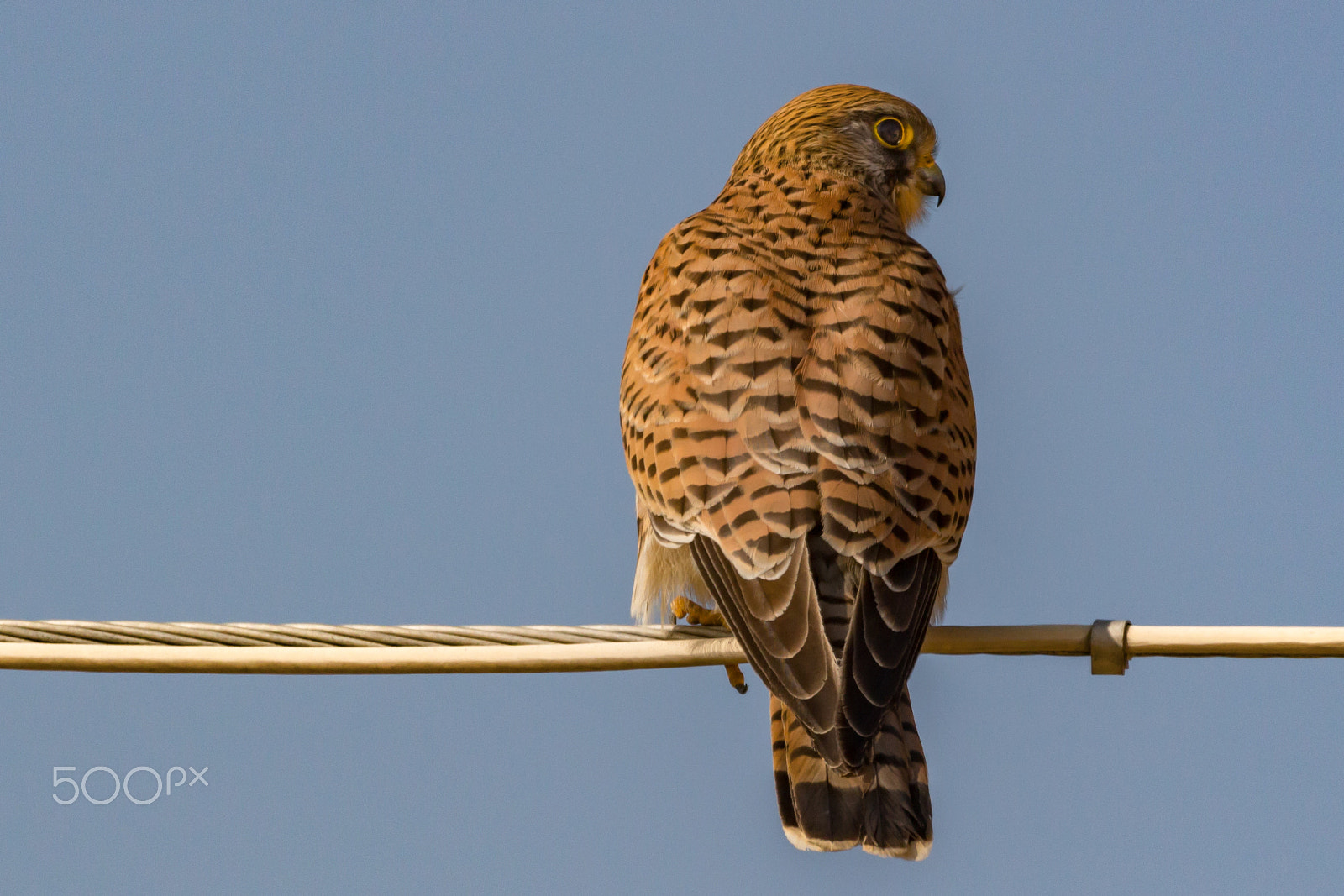 150-600mm F5-6.3 DG OS HSM | Contemporary 015 sample photo. Common kestrel (falco tinnunculus) photography