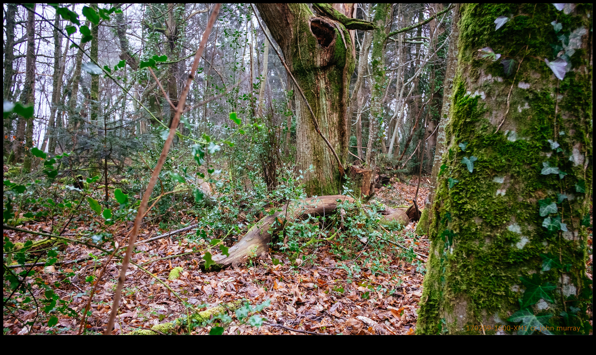 Fujifilm X-M1 + Fujifilm XF 18mm F2 R sample photo. 170209-1600-xm1.raf photography