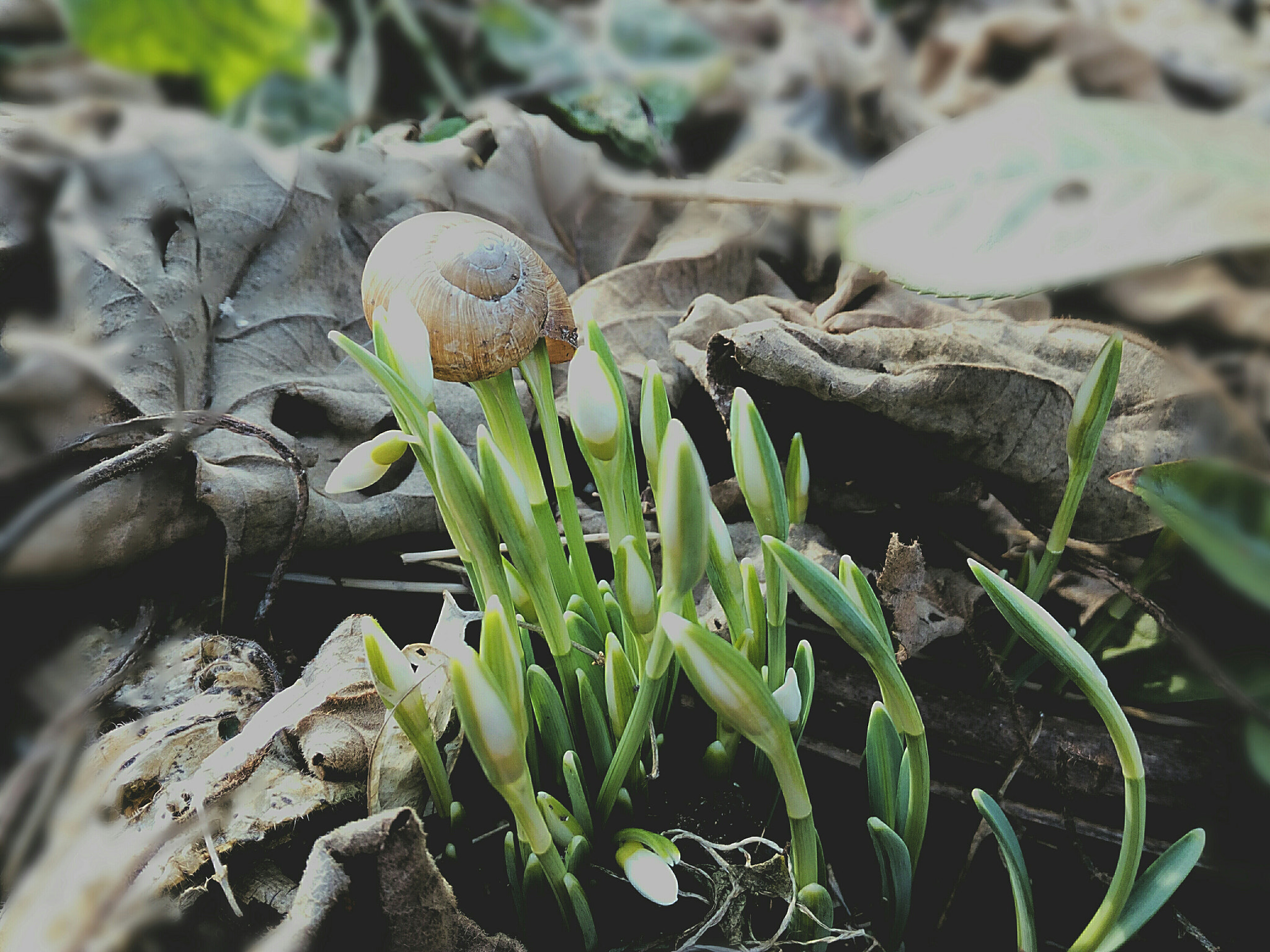 HUAWEI Honor 5A sample photo