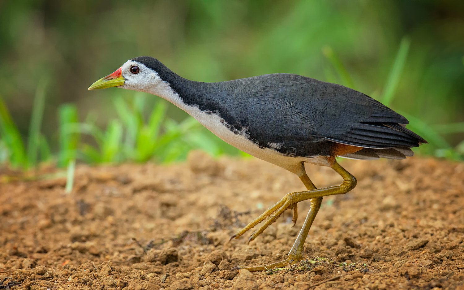 Nikon D7200 sample photo. White breasted water hen photography