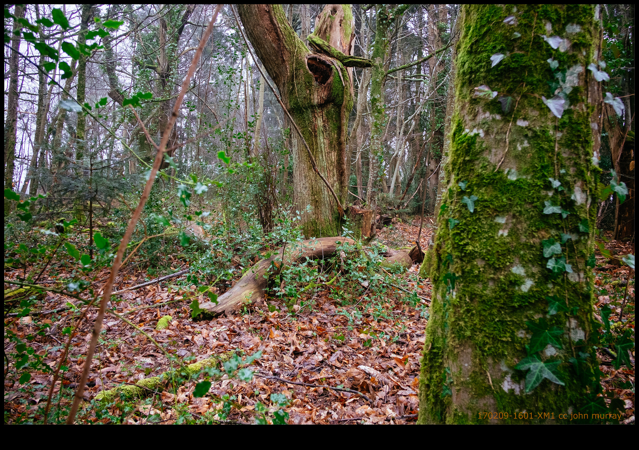 Fujifilm X-M1 + Fujifilm XF 18mm F2 R sample photo. 170209-1601-xm1.raf photography