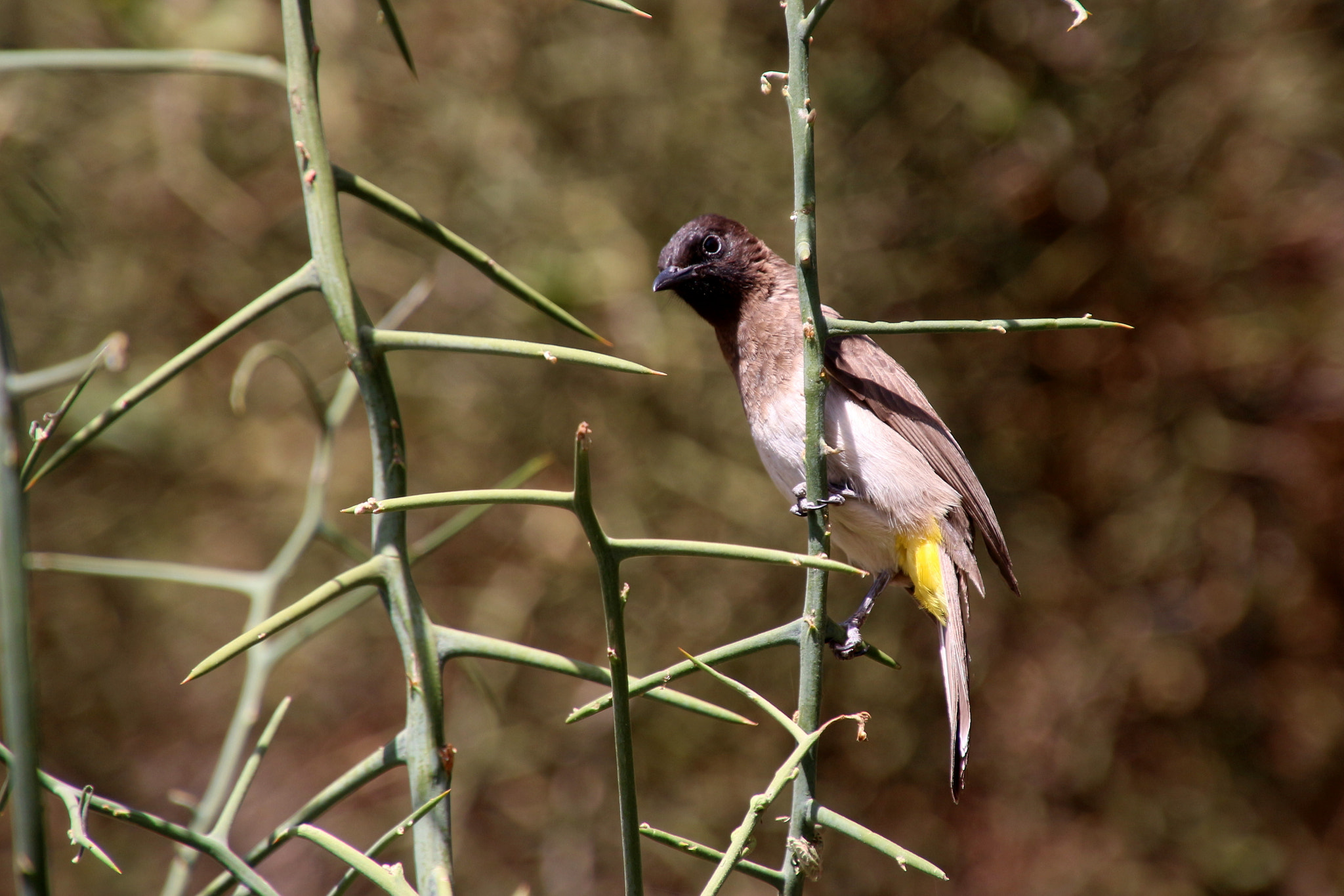 Canon EOS 650D (EOS Rebel T4i / EOS Kiss X6i) sample photo. Common bulbul photography