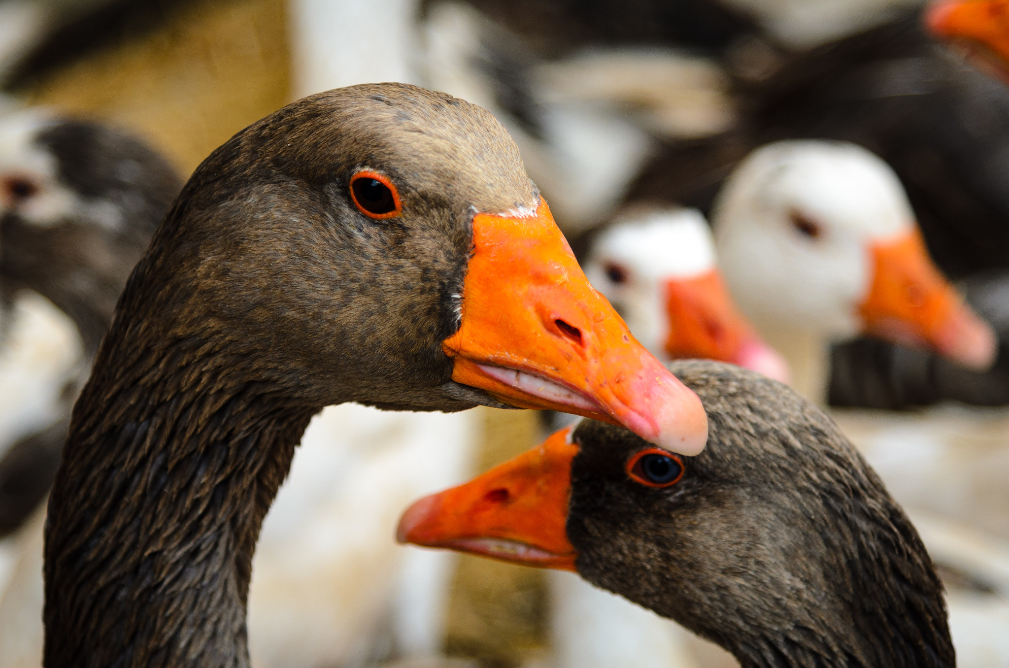 Nikon AF-S Nikkor 24-120mm F4G ED VR sample photo. Gooses... photography