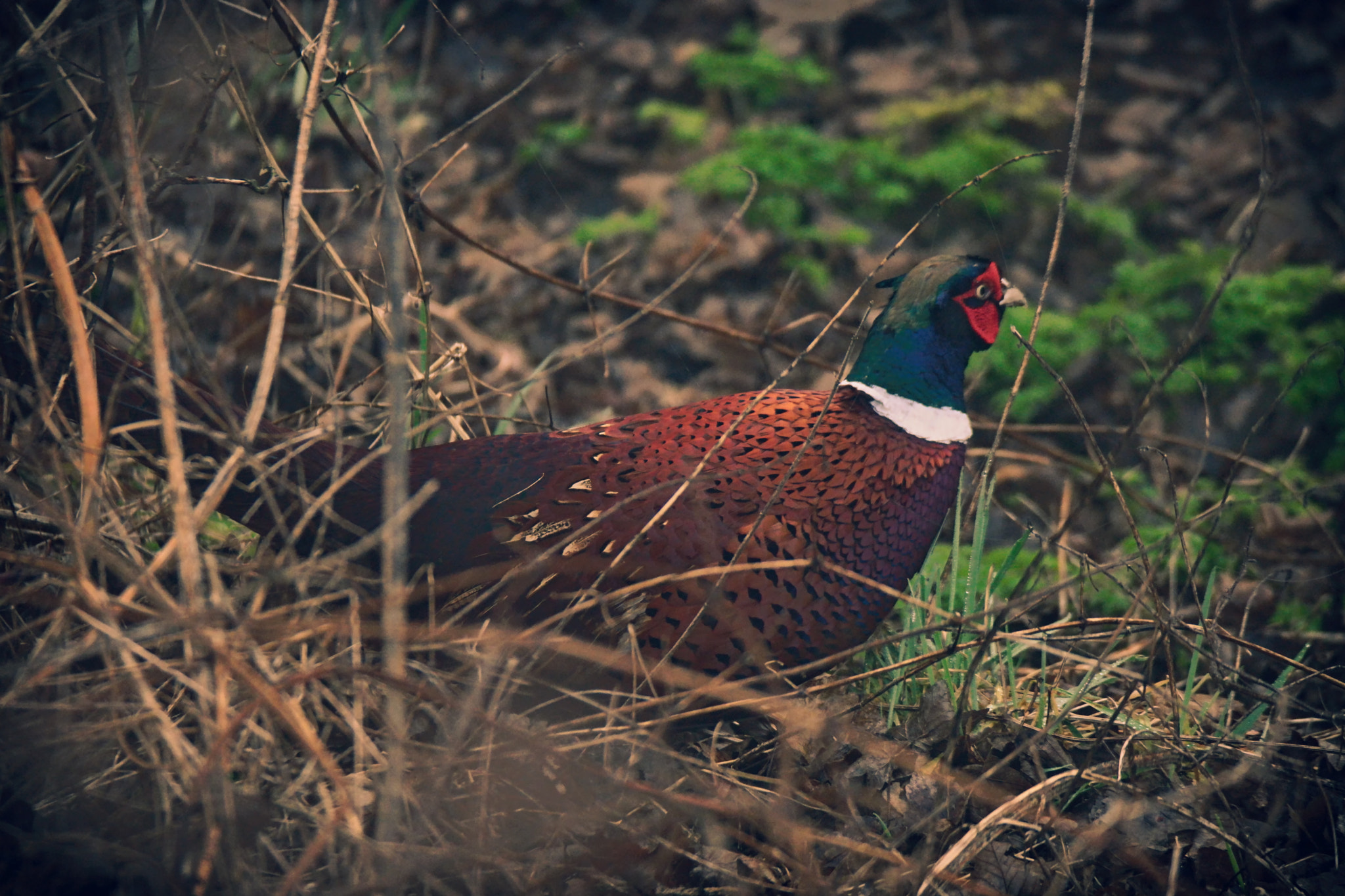 Samsung NX500 + NX 50-200mm F4-5.6 sample photo. Faisan du matin photography