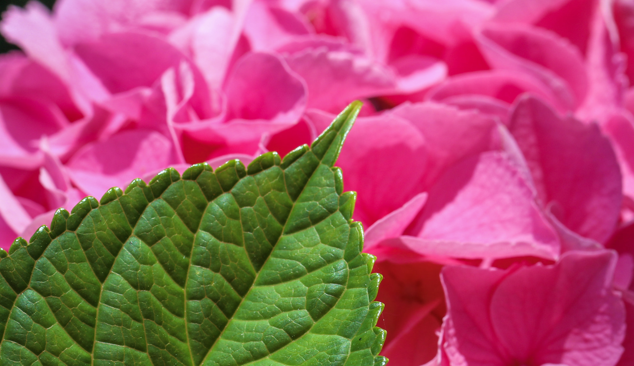 Canon EF 100mm F2.8L Macro IS USM sample photo. Hydrangea beauty photography
