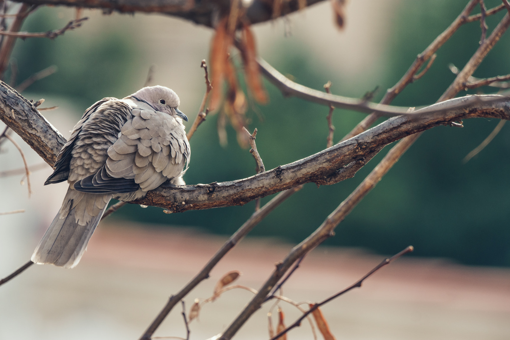 Sony 70-400mm F4-5.6 G SSM II sample photo. Sunbathing pigeon photography