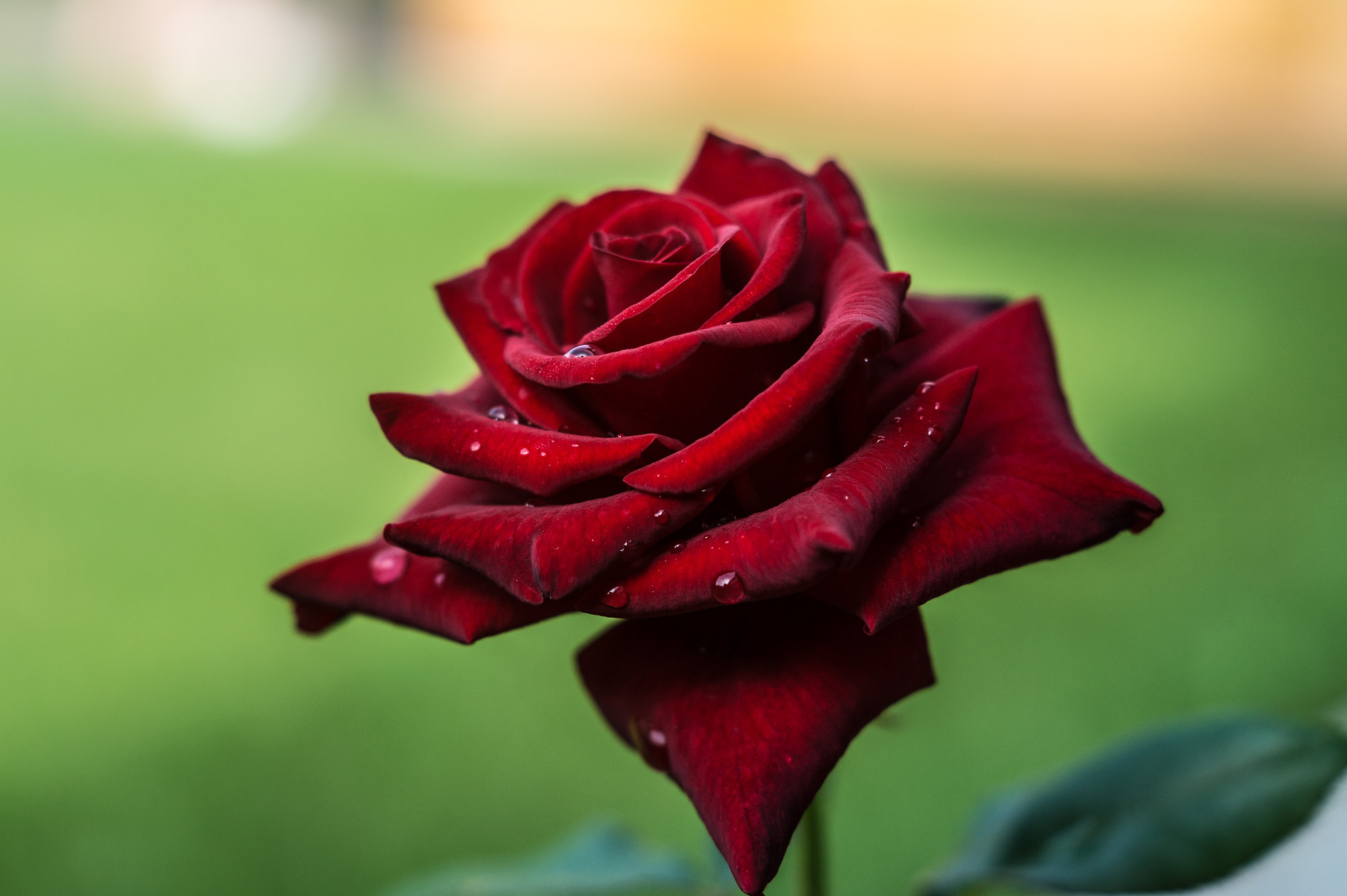 Sony SLT-A58 + Sony DT 50mm F1.8 SAM sample photo. Rose photography