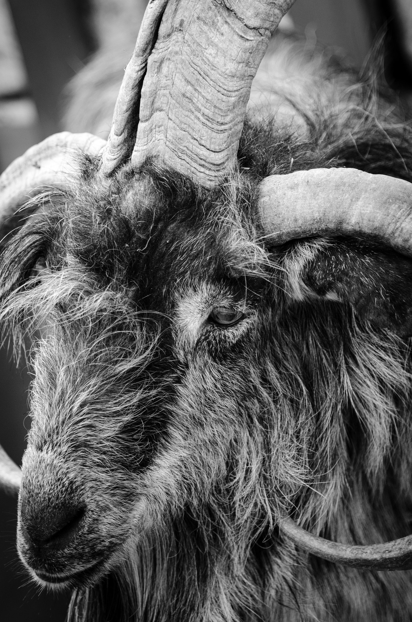 Nikon D5100 sample photo. Goat... photography