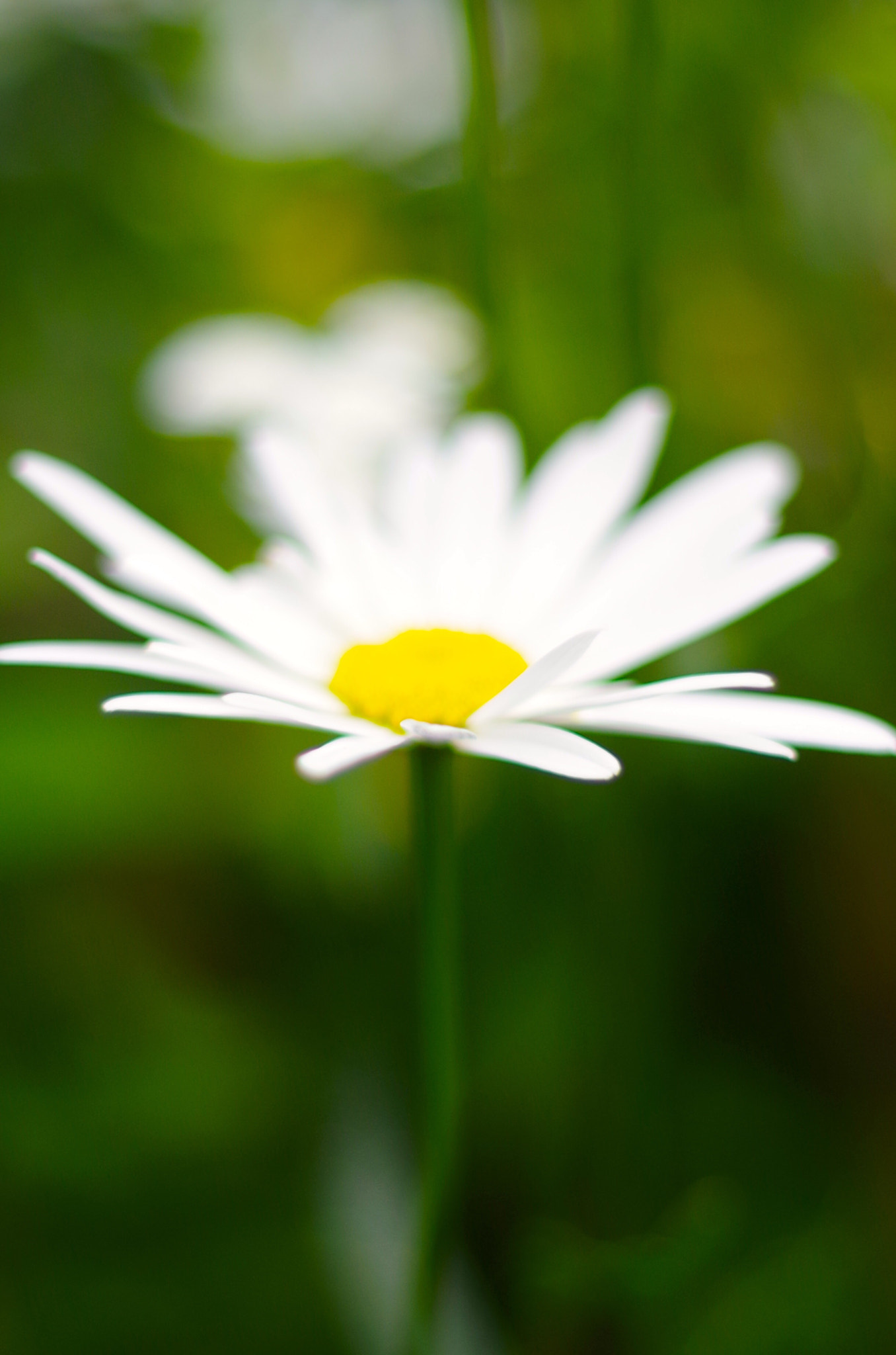 Pentax smc FA 50mm F1.4 sample photo