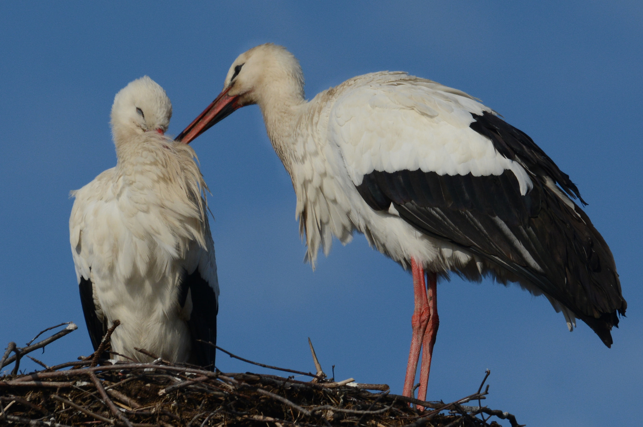 Sigma 120-400mm F4.5-5.6 DG OS HSM sample photo. Love is in the air photography