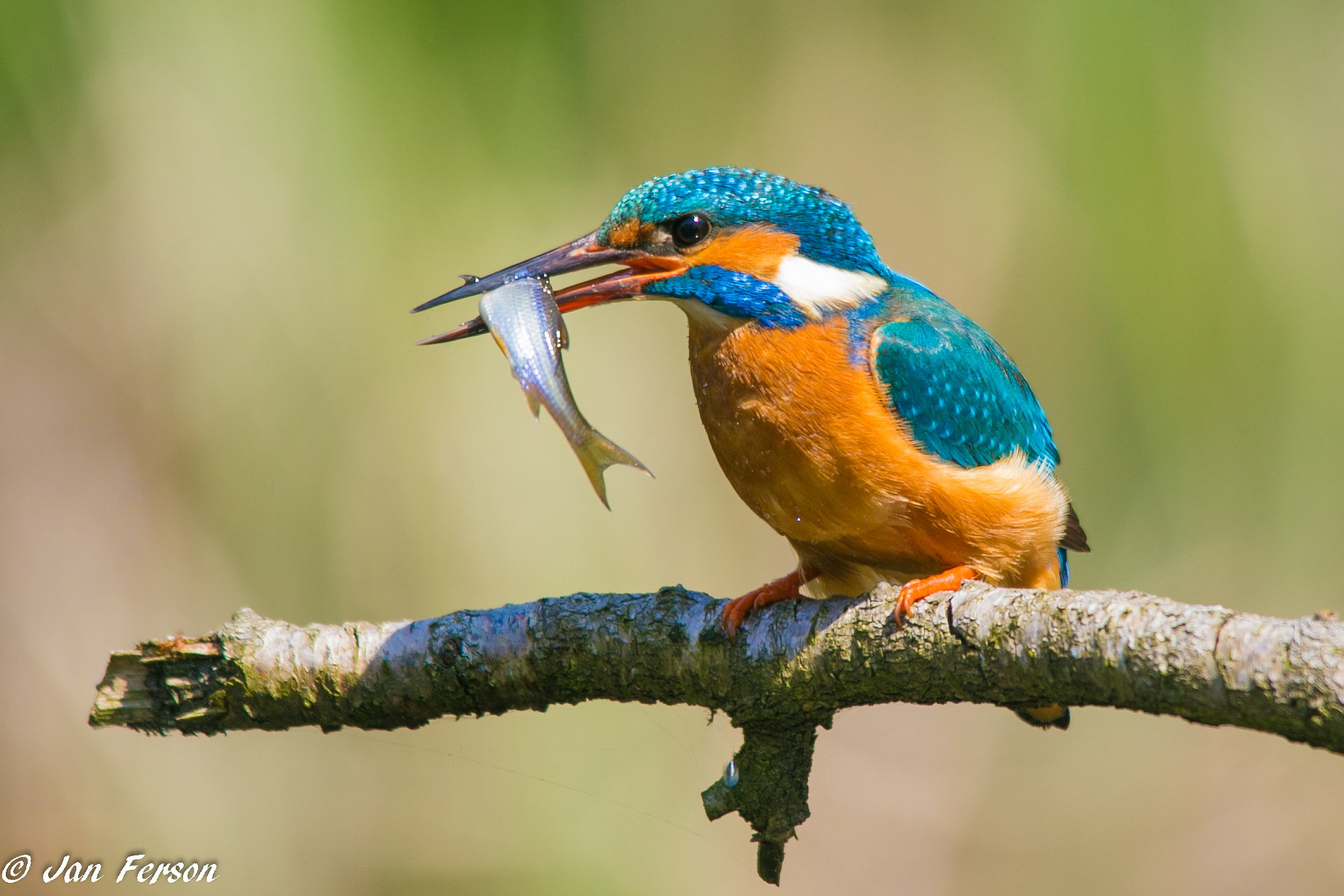 Canon EOS 6D sample photo. Common kingfisher photography
