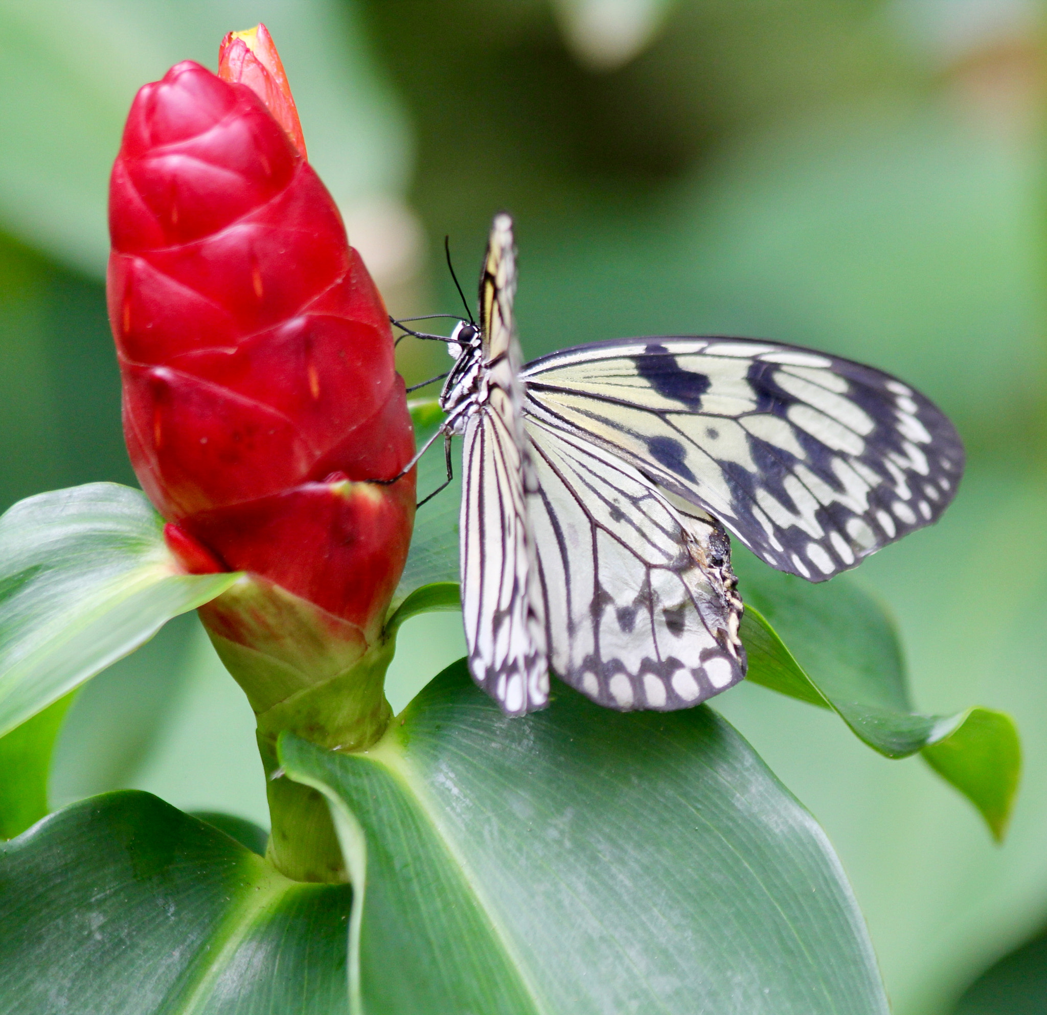 Canon EF 70-300mm F4-5.6 IS USM sample photo. Butterfly on red flower photography