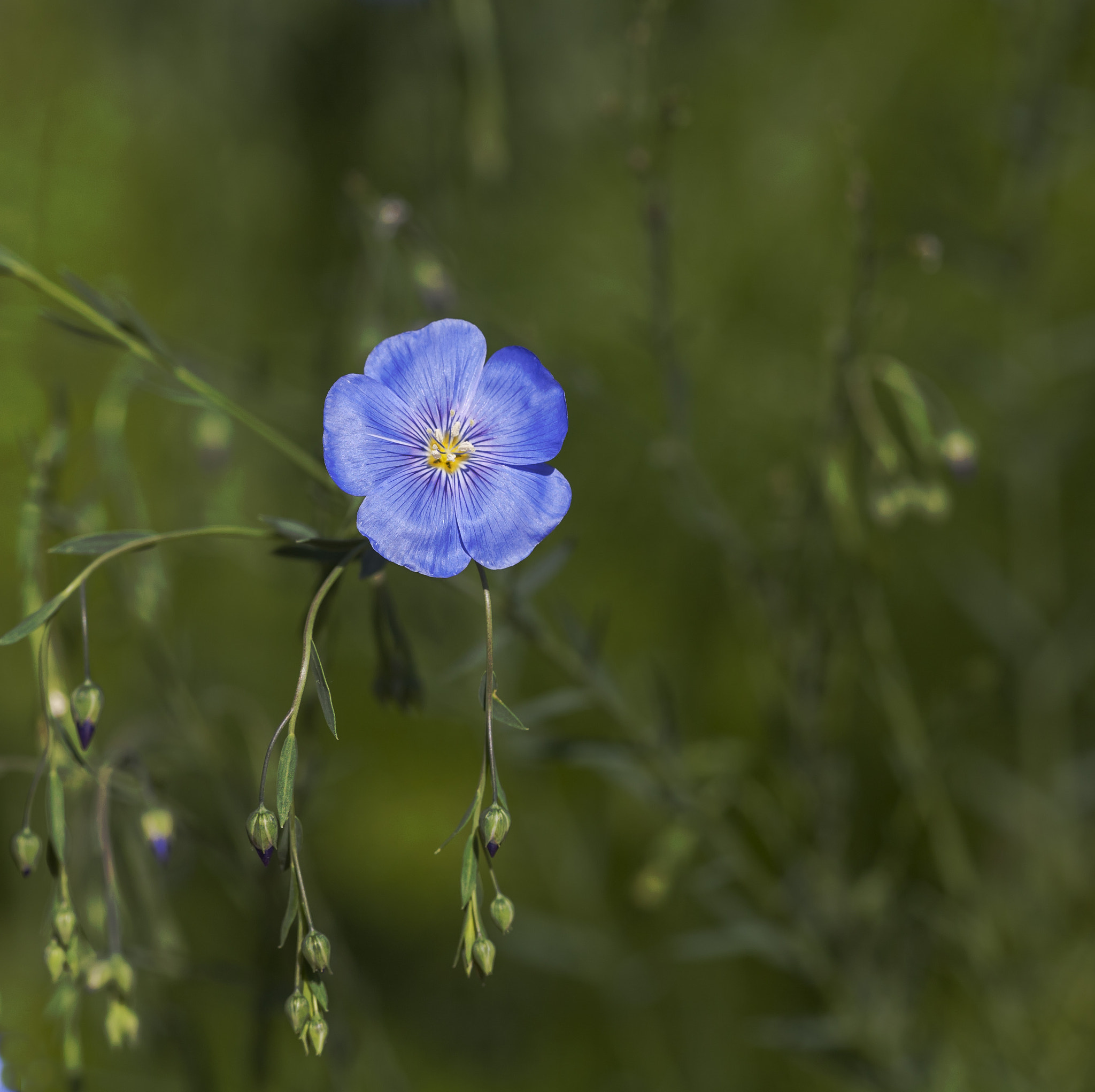 Sigma APO Macro 150mm f/2.8 EX DG HSM sample photo. The little blue photography