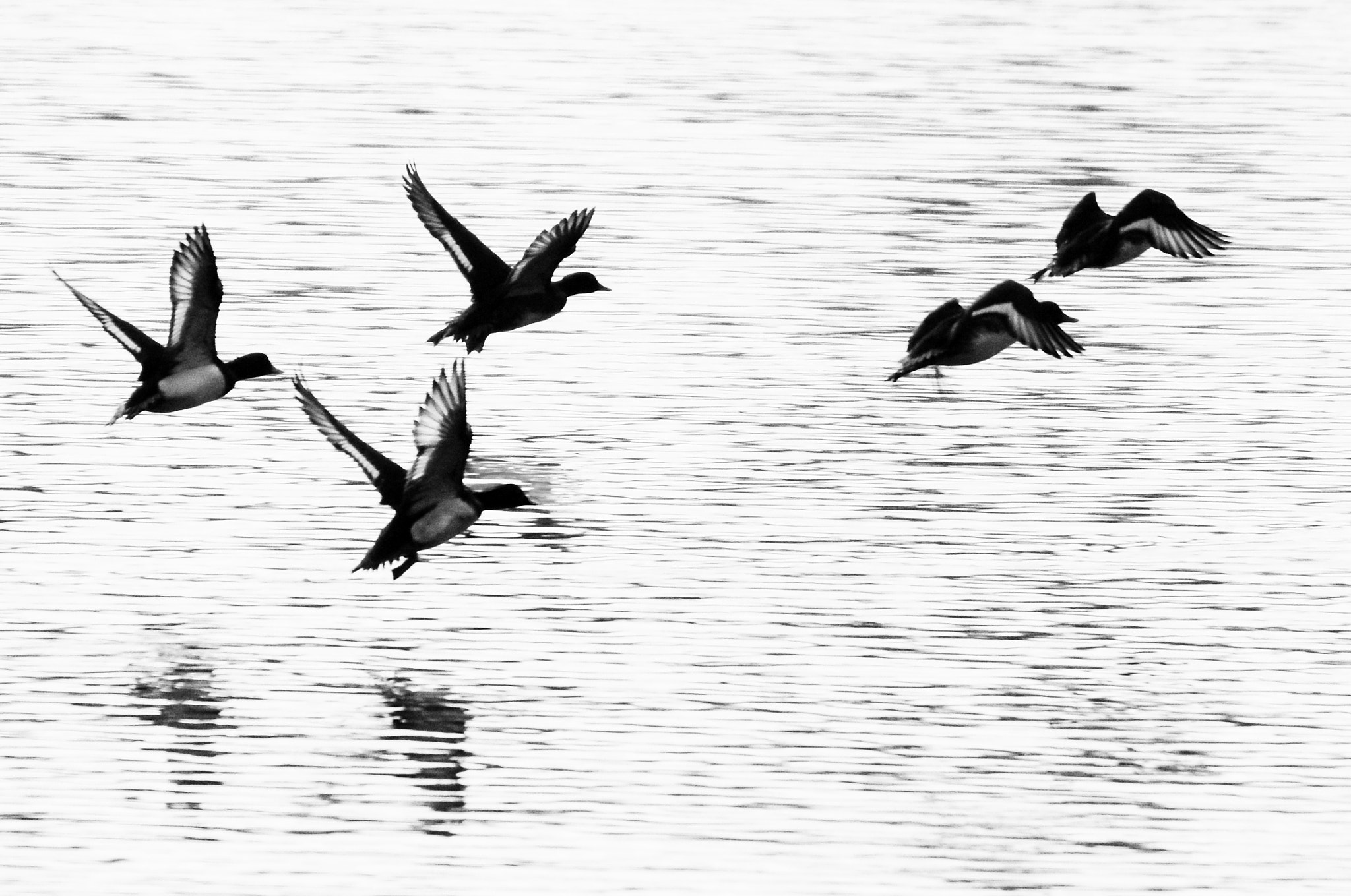 Sigma 120-400mm F4.5-5.6 DG OS HSM sample photo. ***** photography