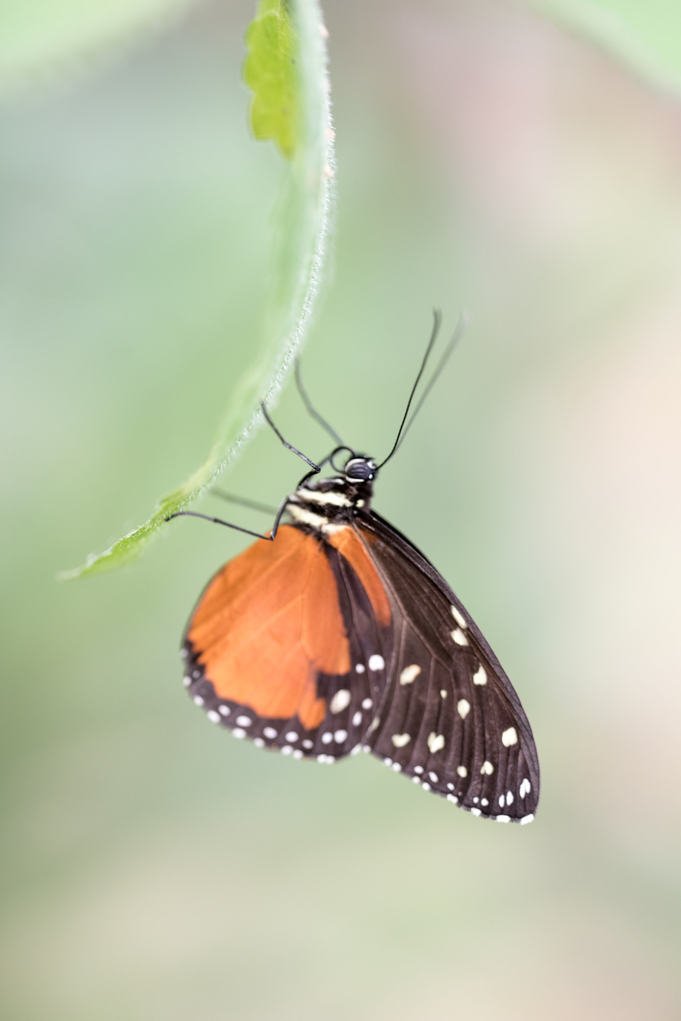 Sigma 150mm F2.8 EX DG OS Macro HSM sample photo. Heliconius photography