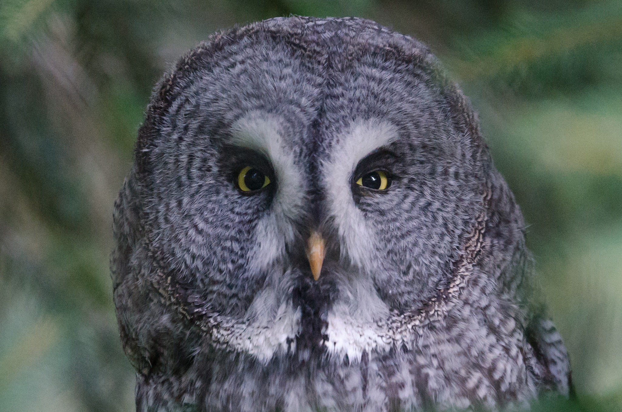 Nikon AF-S Nikkor 70-200mm F2.8G ED VR II sample photo. The judge photography