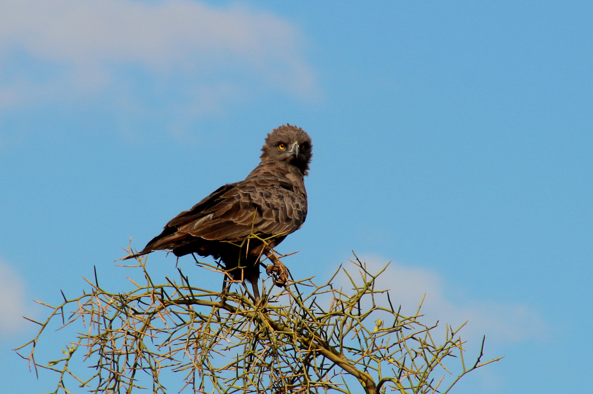 Canon EOS 650D (EOS Rebel T4i / EOS Kiss X6i) sample photo. Eagle photography