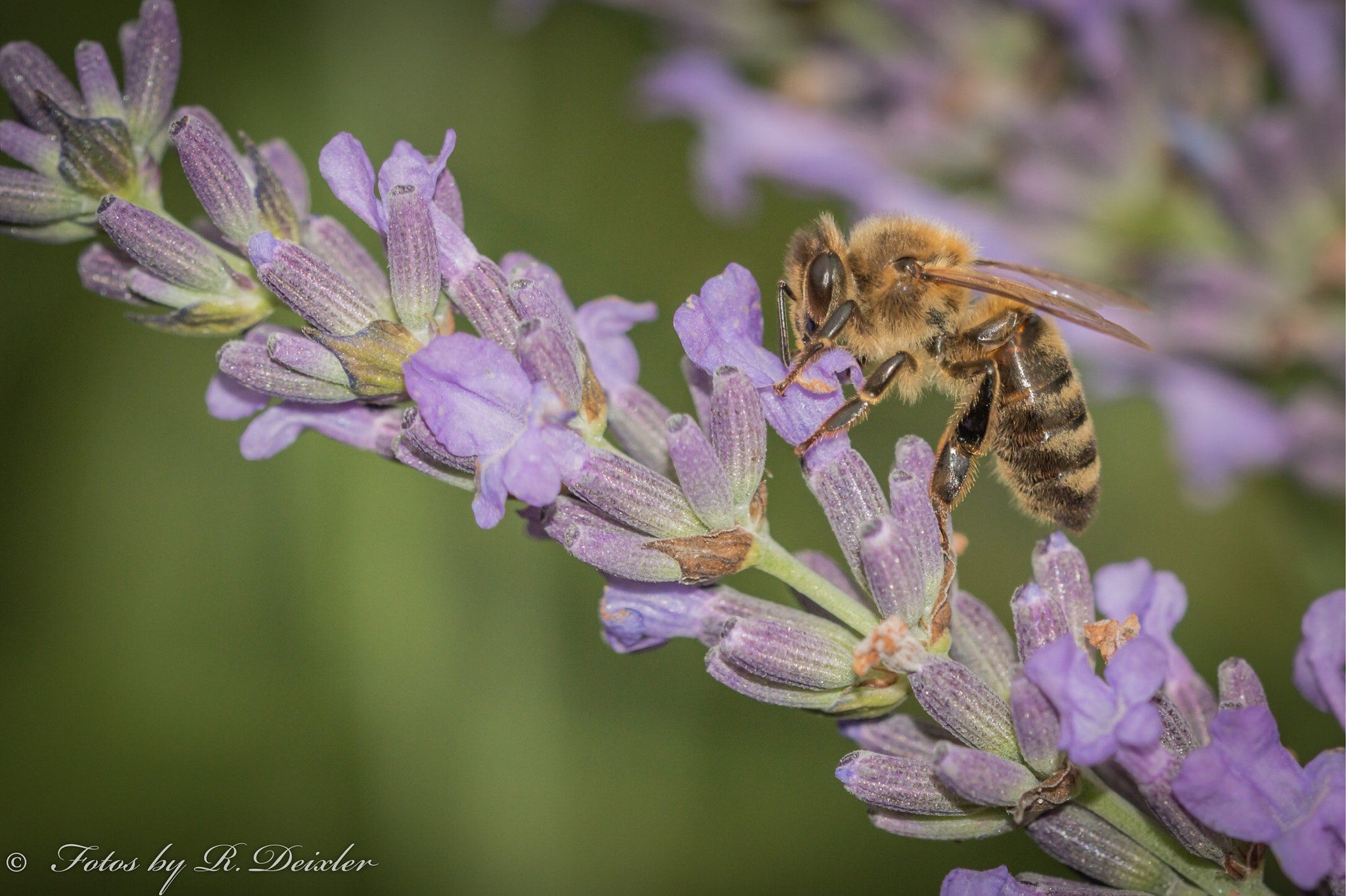 Sigma 150mm f/2.8 EX DG OS HSM APO Macro sample photo. Honigbiene 15 photography