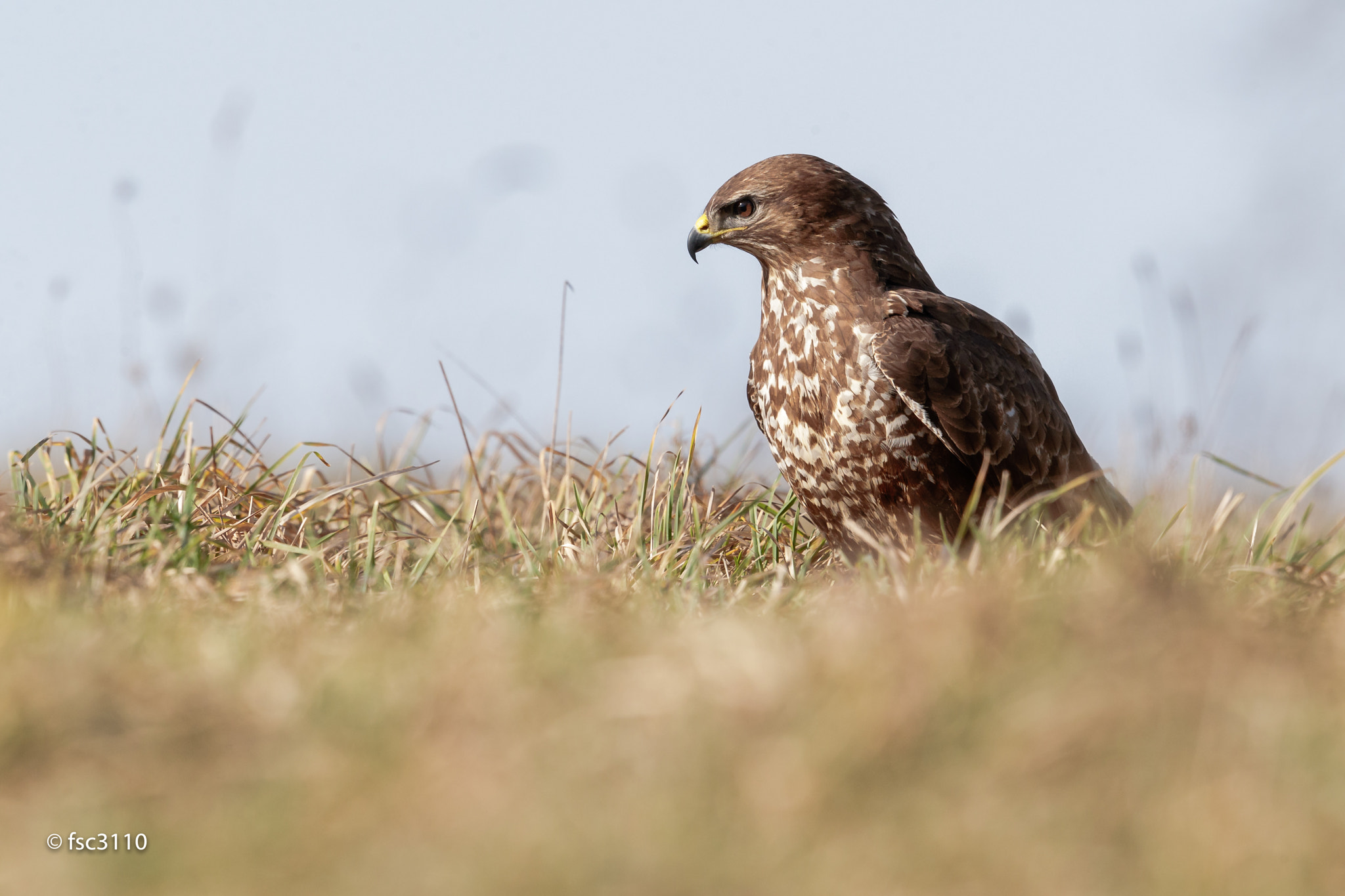 Canon EF 500mm F4L IS II USM sample photo. Common buzzard photography