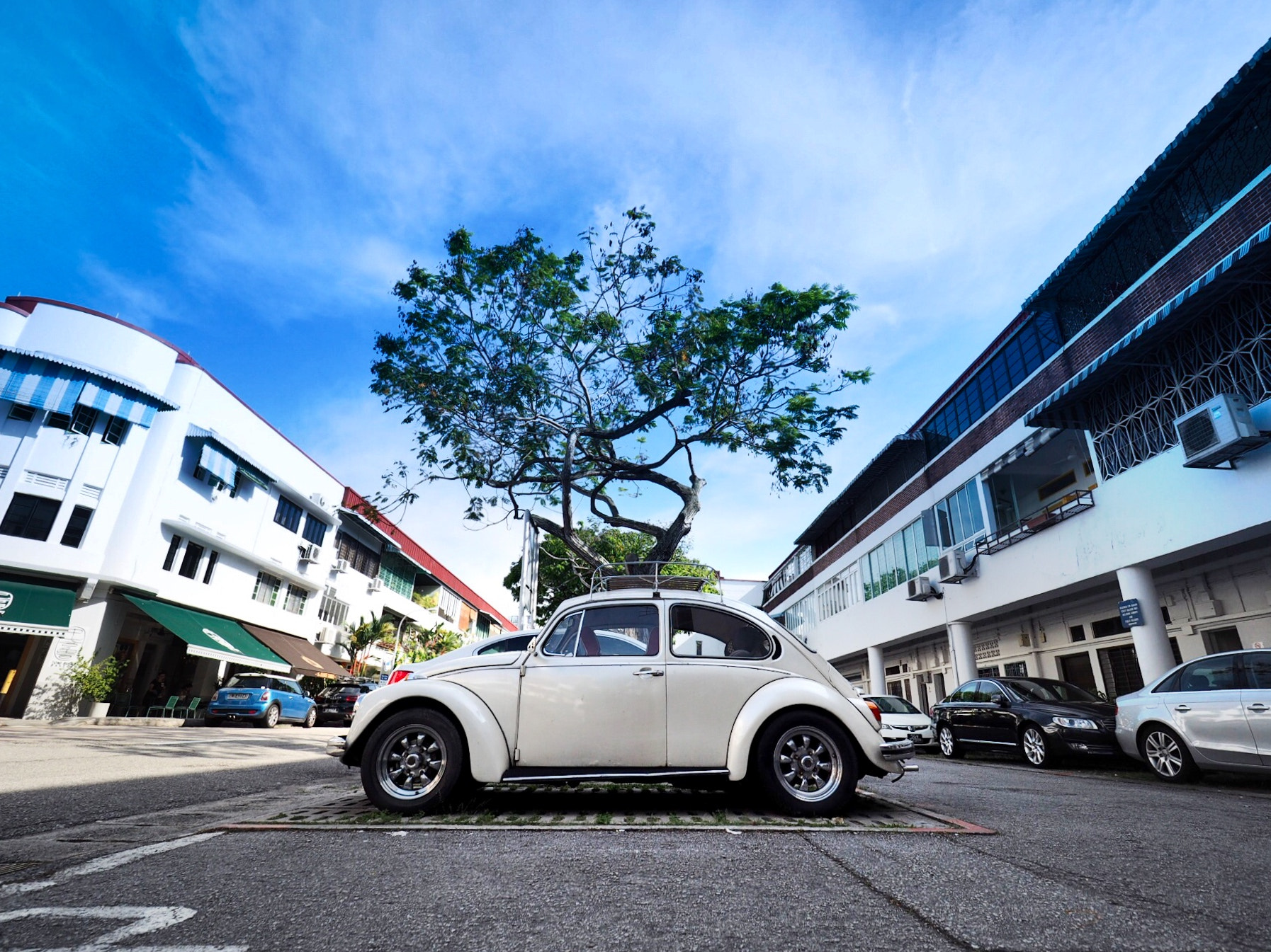 Olympus OM-D E-M10 sample photo. Beetle photography