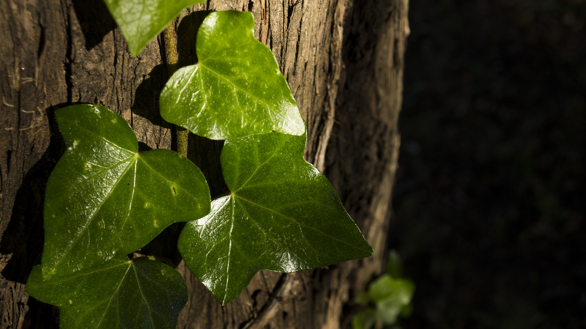 Canon EOS 6D + Canon EF 22-55mm f/4-5.6 USM sample photo. Ivy photography