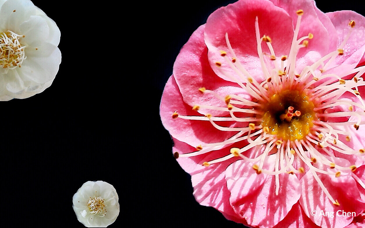 Canon EOS 760D (EOS Rebel T6s / EOS 8000D) + Canon EF 50mm F1.8 II sample photo. Flower photography