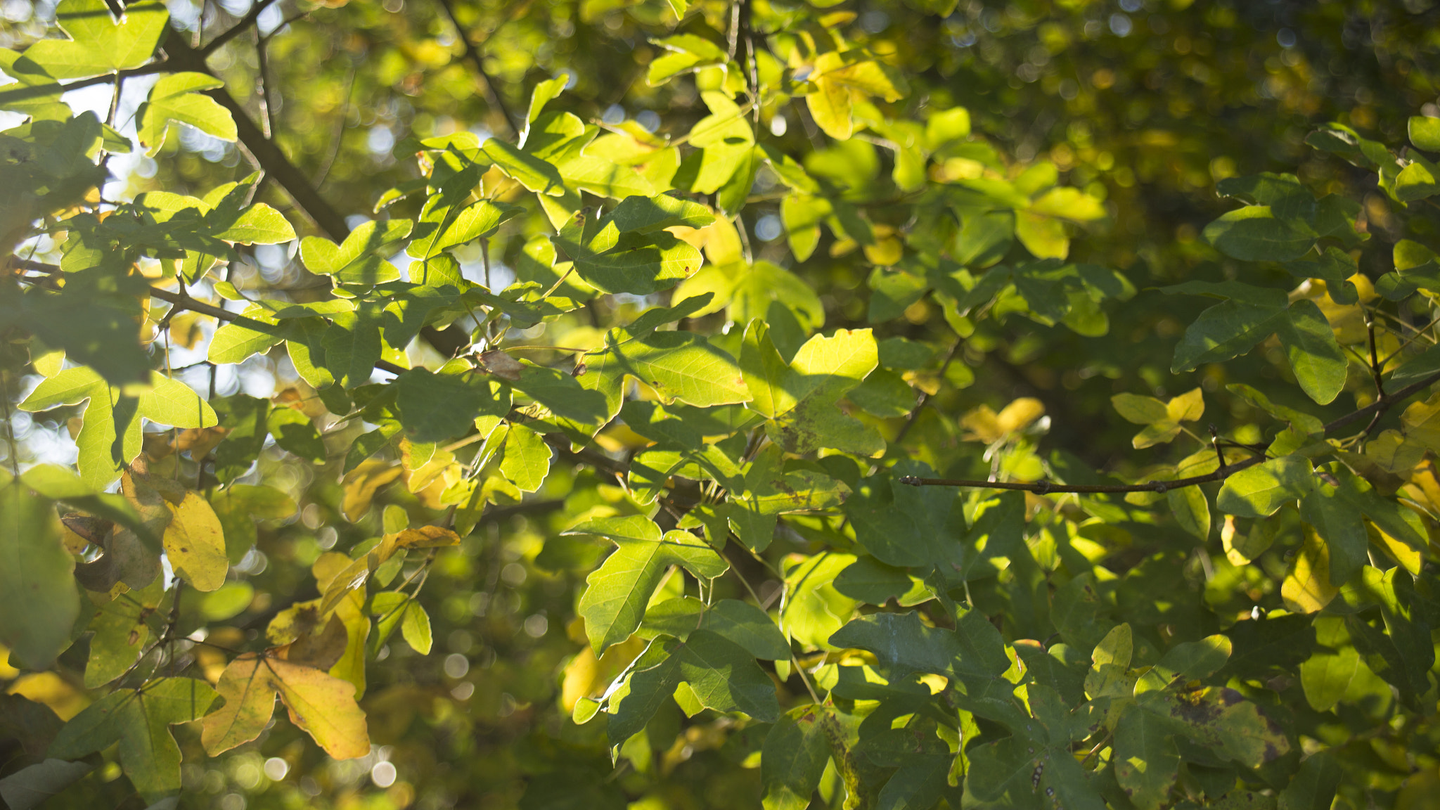 Canon EF 22-55mm f/4-5.6 USM sample photo. Sunny leaves photography