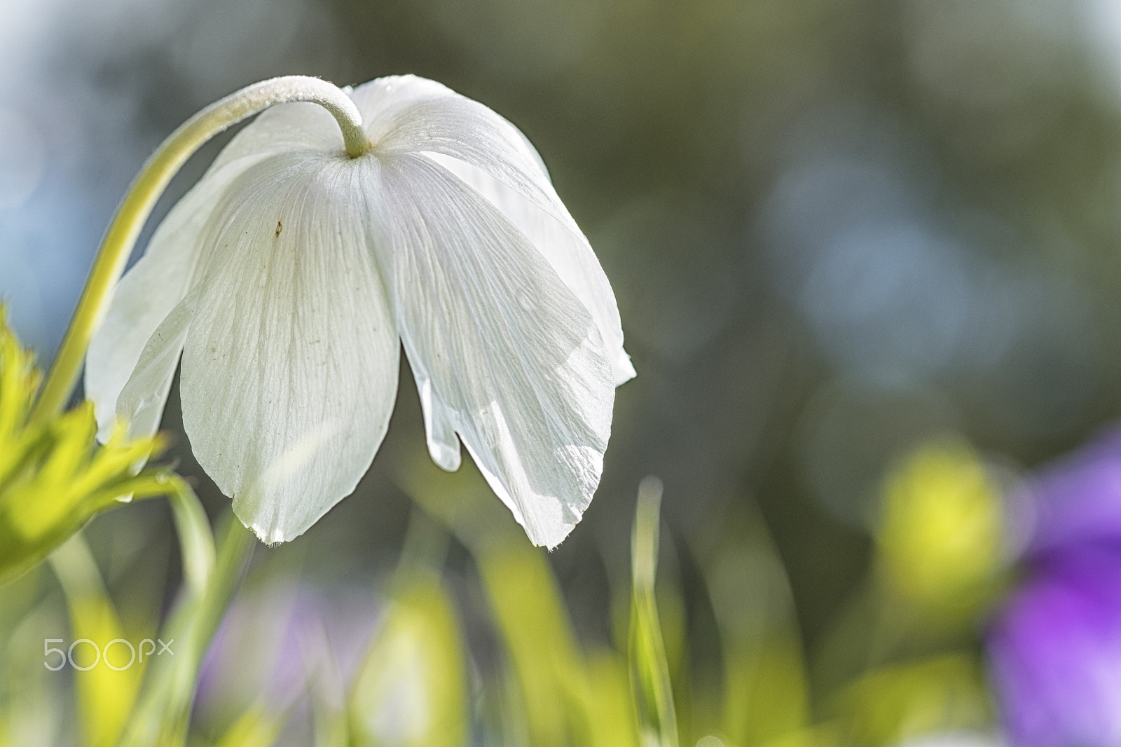 Fujifilm X-T2 + Fujifilm XF 60mm F2.4 R Macro sample photo. Still sleepy photography