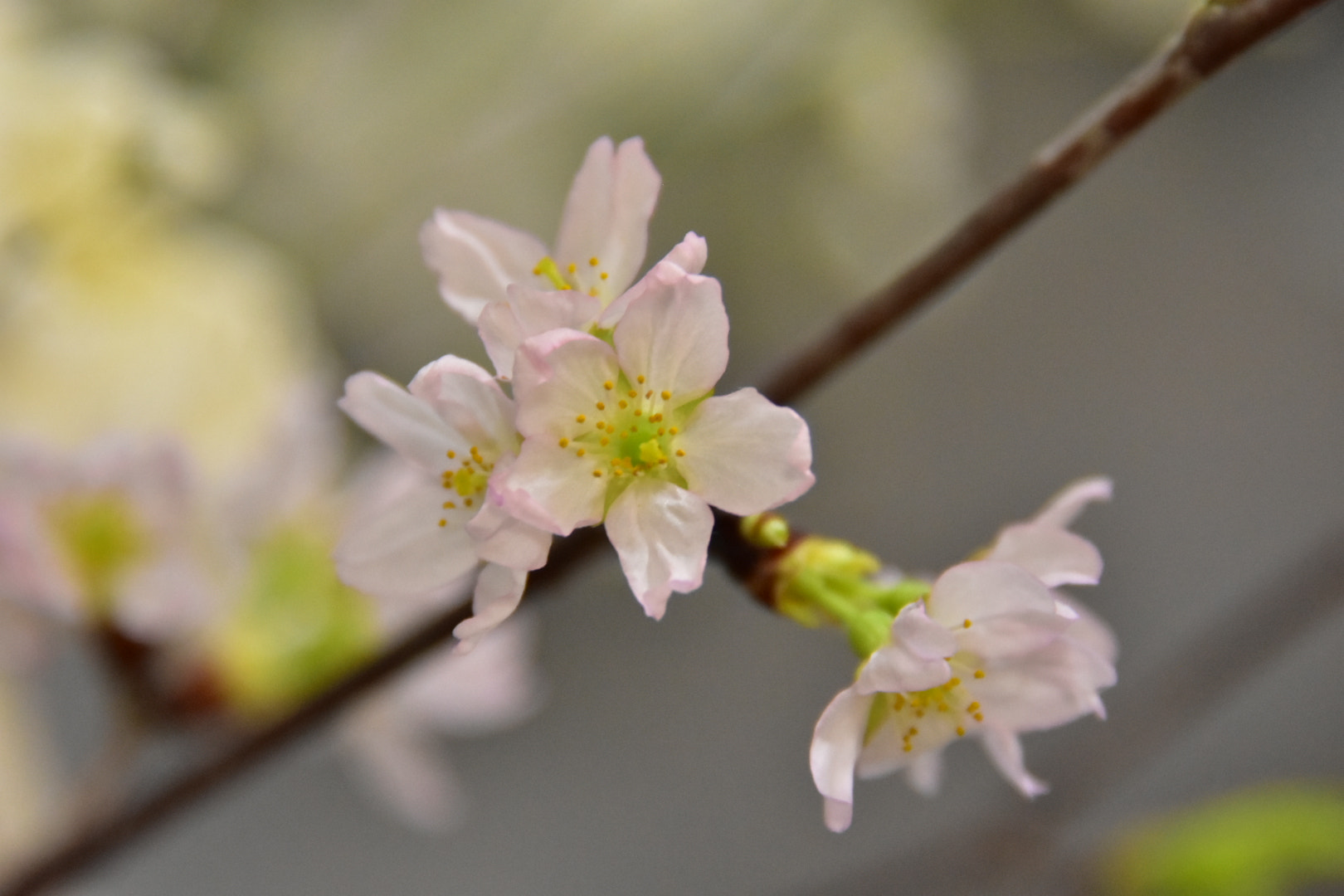 Nikon D7200 sample photo