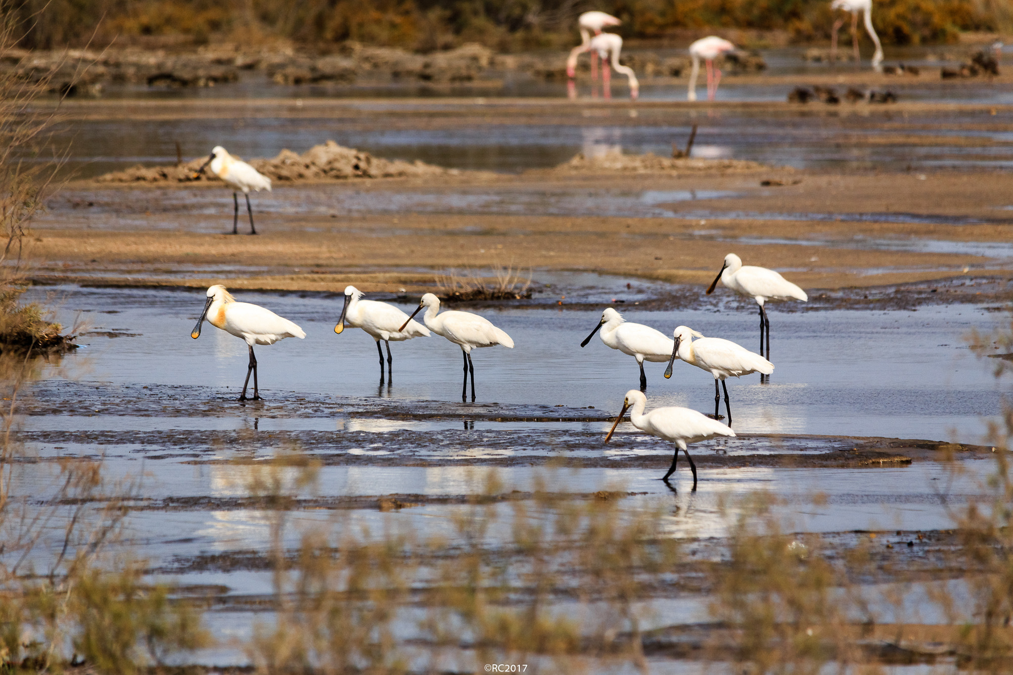 Sigma 150-500mm F5-6.3 DG OS HSM sample photo. Spoonbill photography