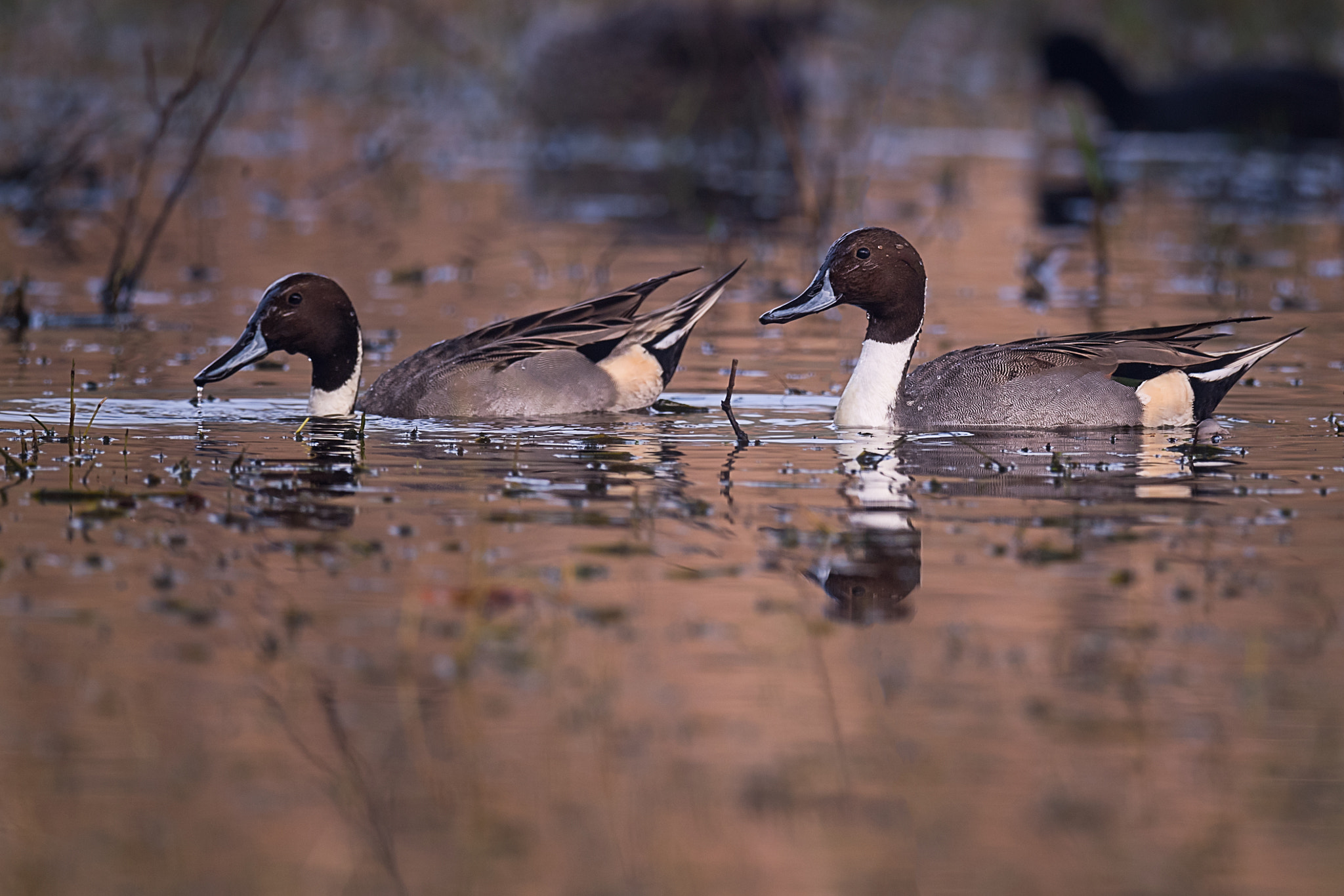 Nikon D5 sample photo. Northern pintail duck photography