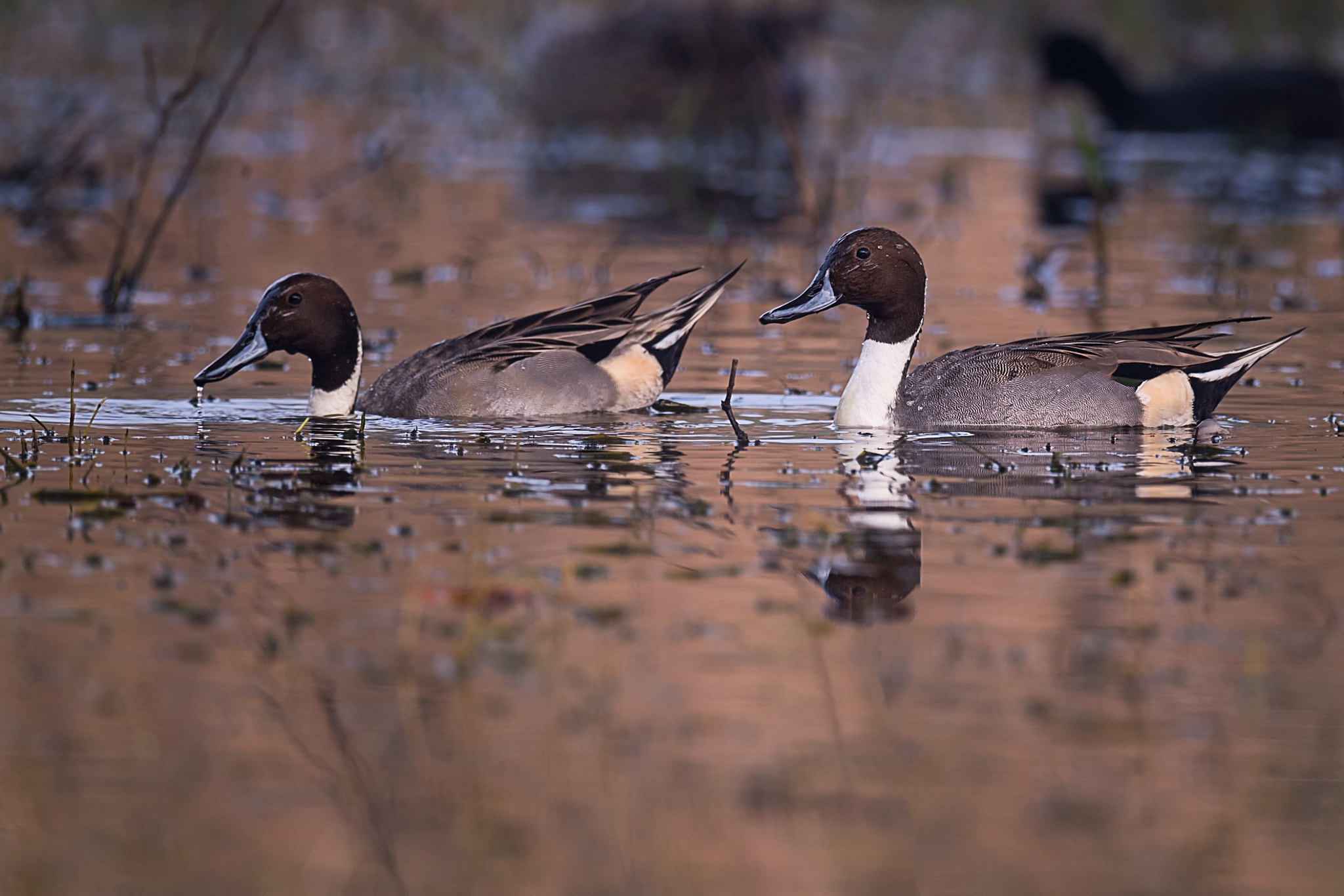 Nikon AF-S Nikkor 800mm F5.6E FL ED VR sample photo. Northern pintail duck photography