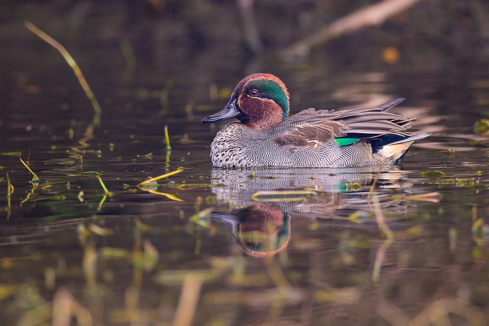 Nikon D5 sample photo. Common teal  duck photography