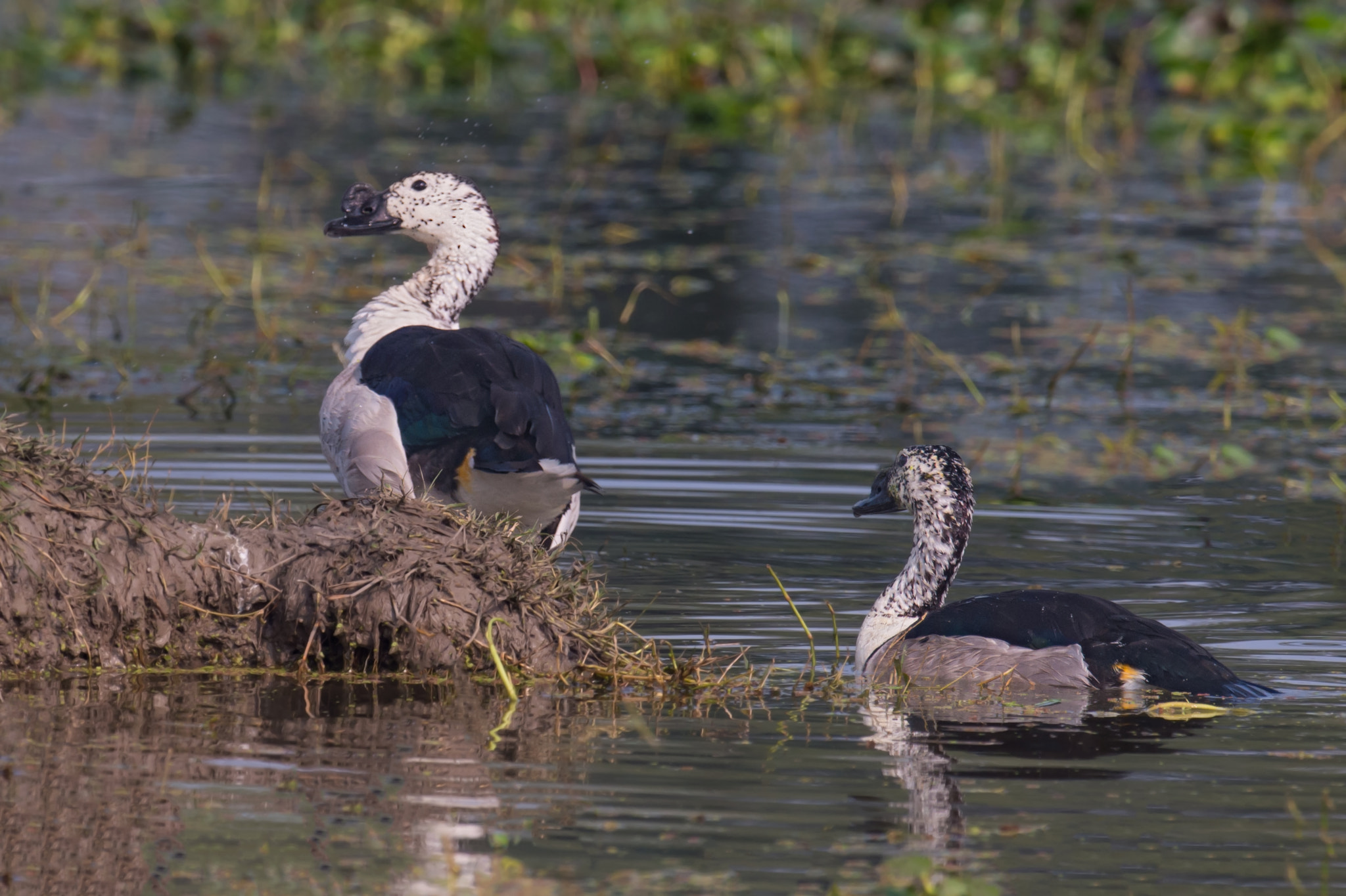 Nikon AF-S Nikkor 800mm F5.6E FL ED VR sample photo. Knob duck photography