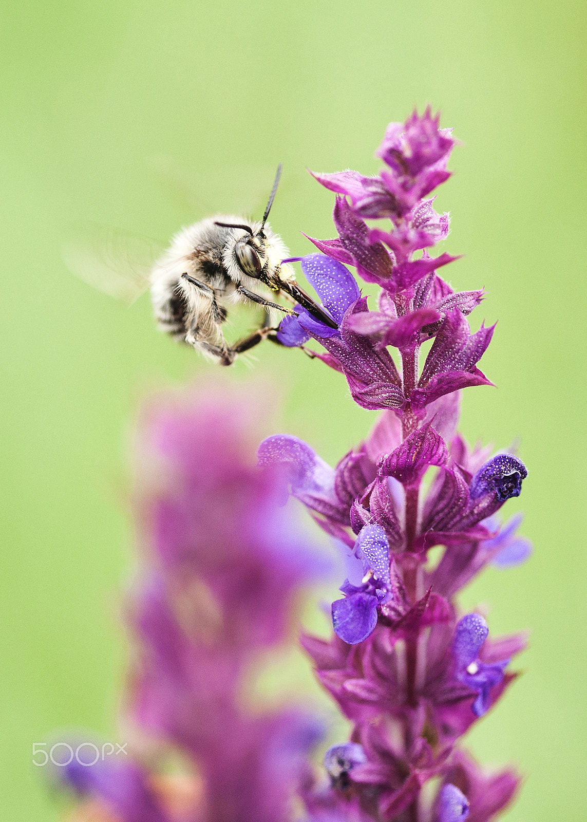 Canon EF 100mm F2.8 Macro USM sample photo. Direct hit photography