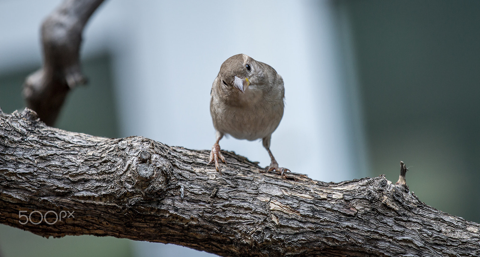 Canon EOS 700D (EOS Rebel T5i / EOS Kiss X7i) + Canon EF 70-200mm F4L IS USM sample photo. My little friend photography