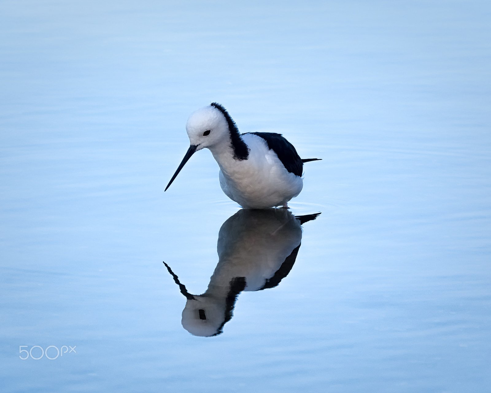 Panasonic Lumix DMC-GH4 sample photo. Pied stilt photography