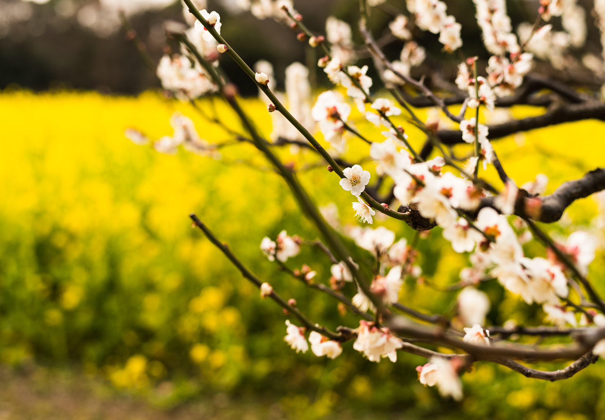 Nikon Df + Nikon AF-S Nikkor 58mm F1.4G sample photo. Spring scent photography