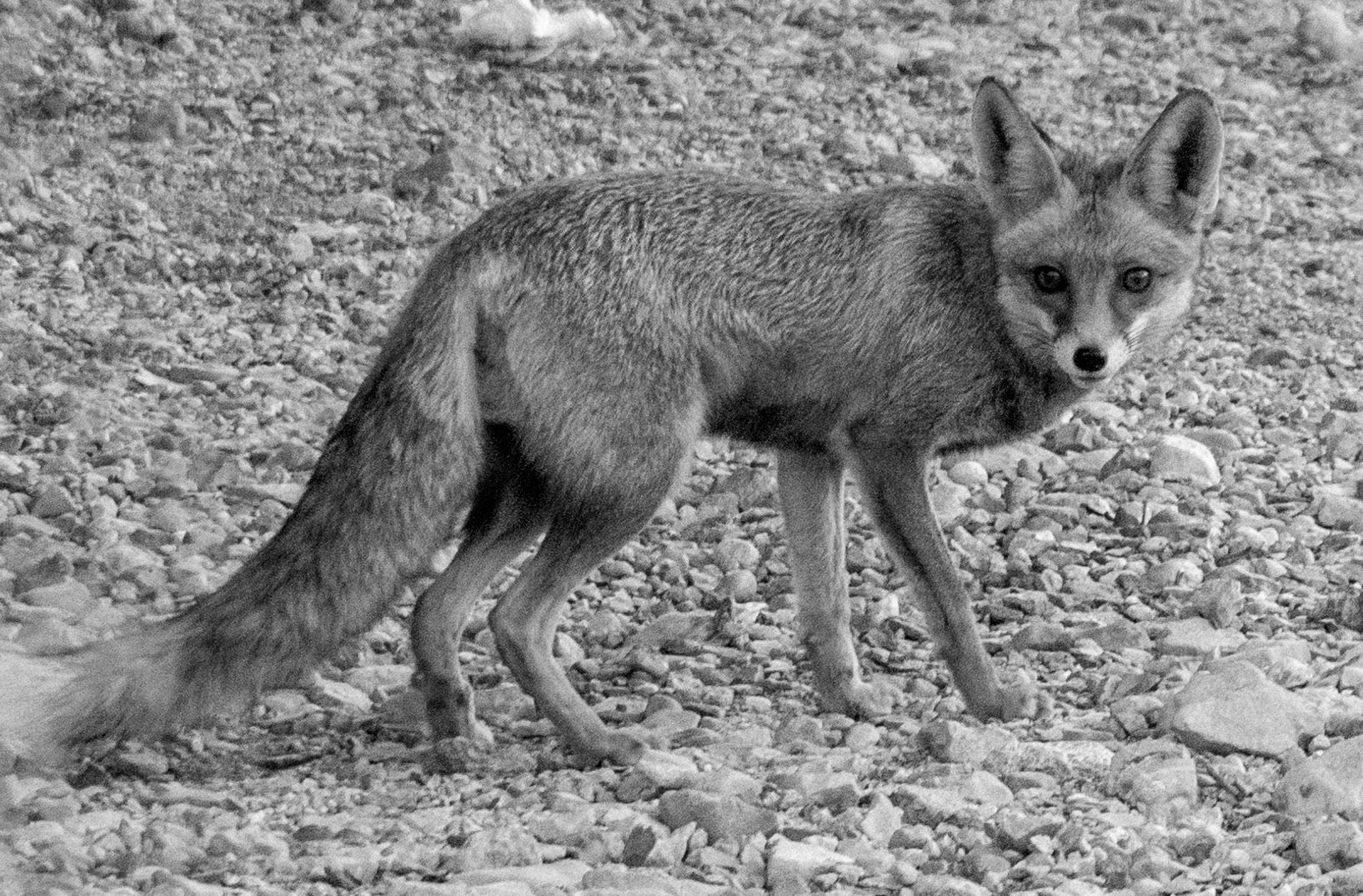 Panasonic Lumix DMC-GX85 (Lumix DMC-GX80 / Lumix DMC-GX7 Mark II) sample photo