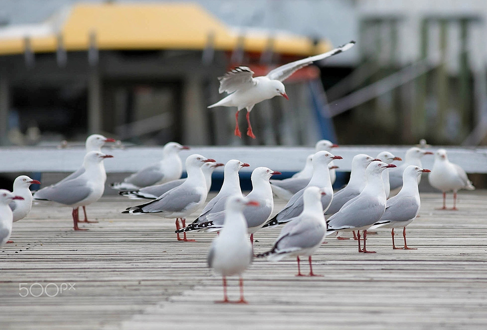 Canon EF 300mm F4L IS USM sample photo. Seagulls @ franklin wharf, hobart. photography