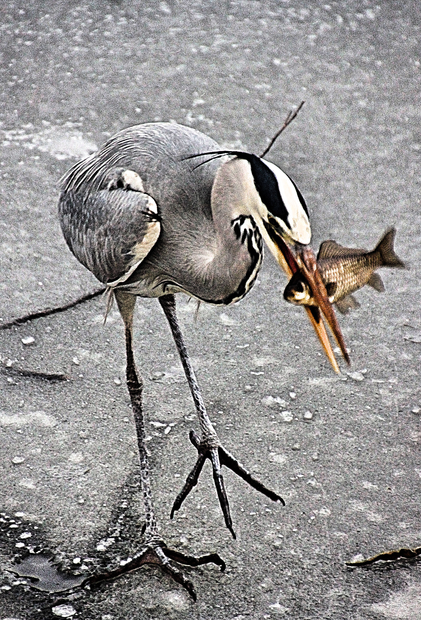 Canon EOS 500D (EOS Rebel T1i / EOS Kiss X3) sample photo. Grey heron goes icefishing ii photography