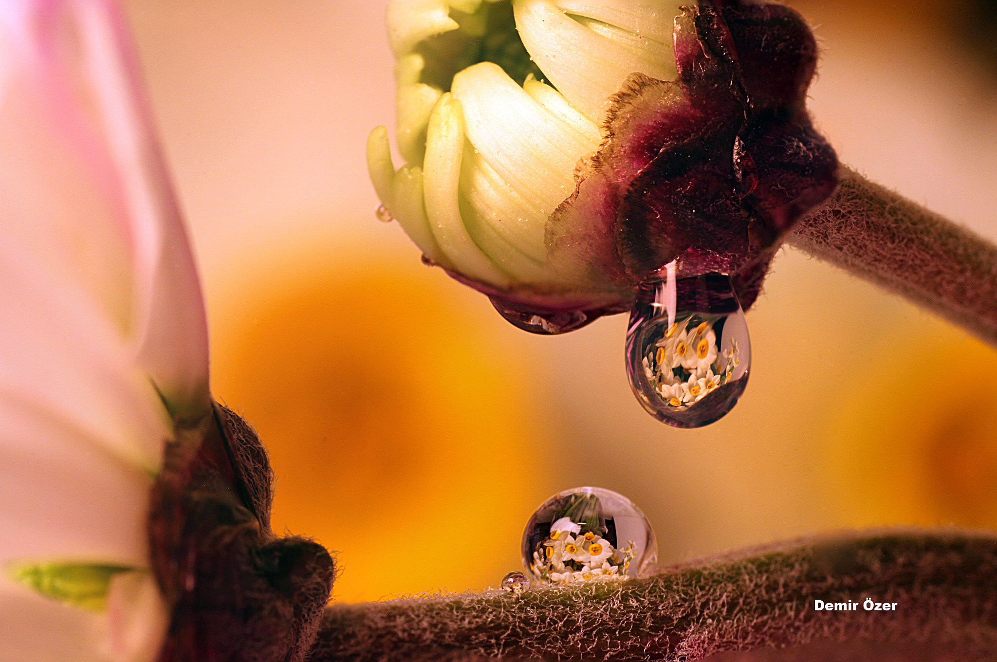 Sigma 105mm F2.8 EX DG OS HSM sample photo. Daffodil family photography