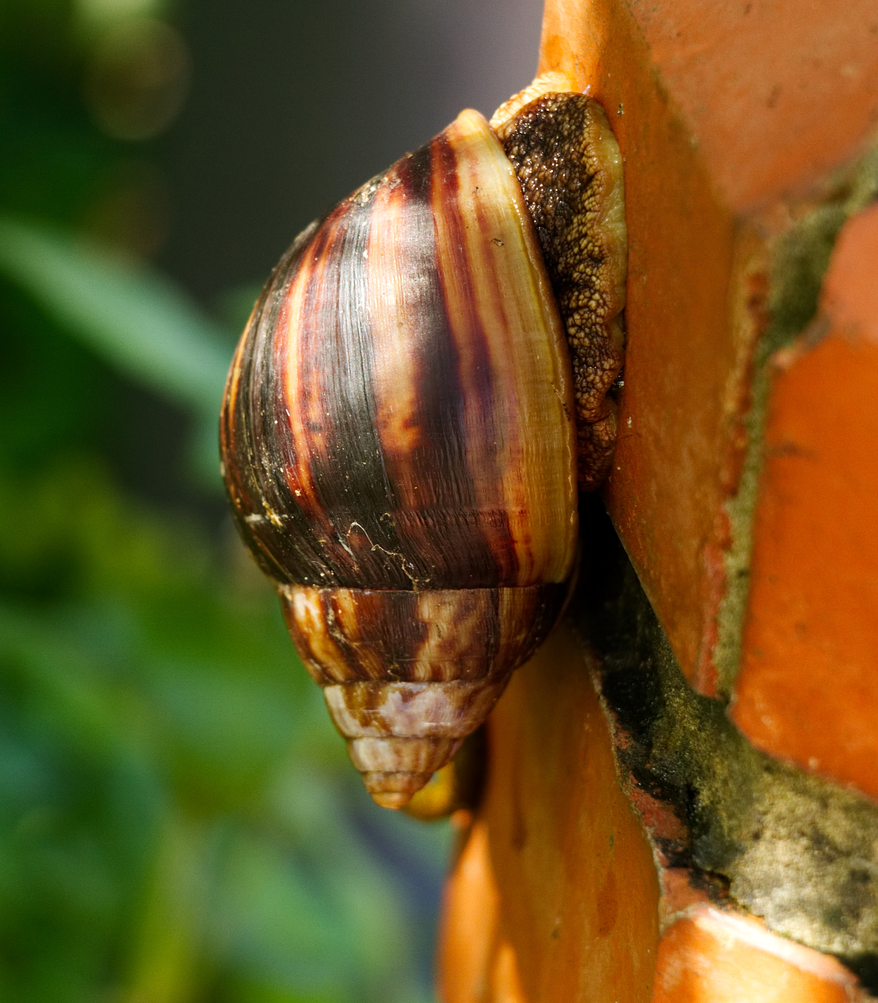 18.0 - 135.0 mm sample photo. Perched on a wall photography