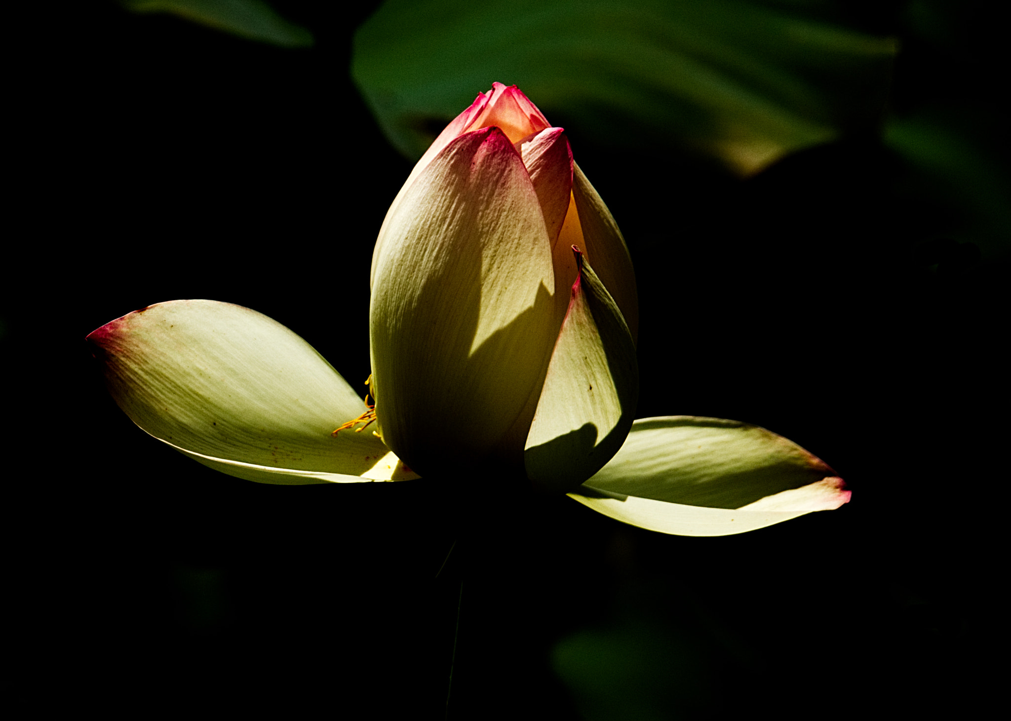 18.0 - 135.0 mm sample photo. Lotus flower photography