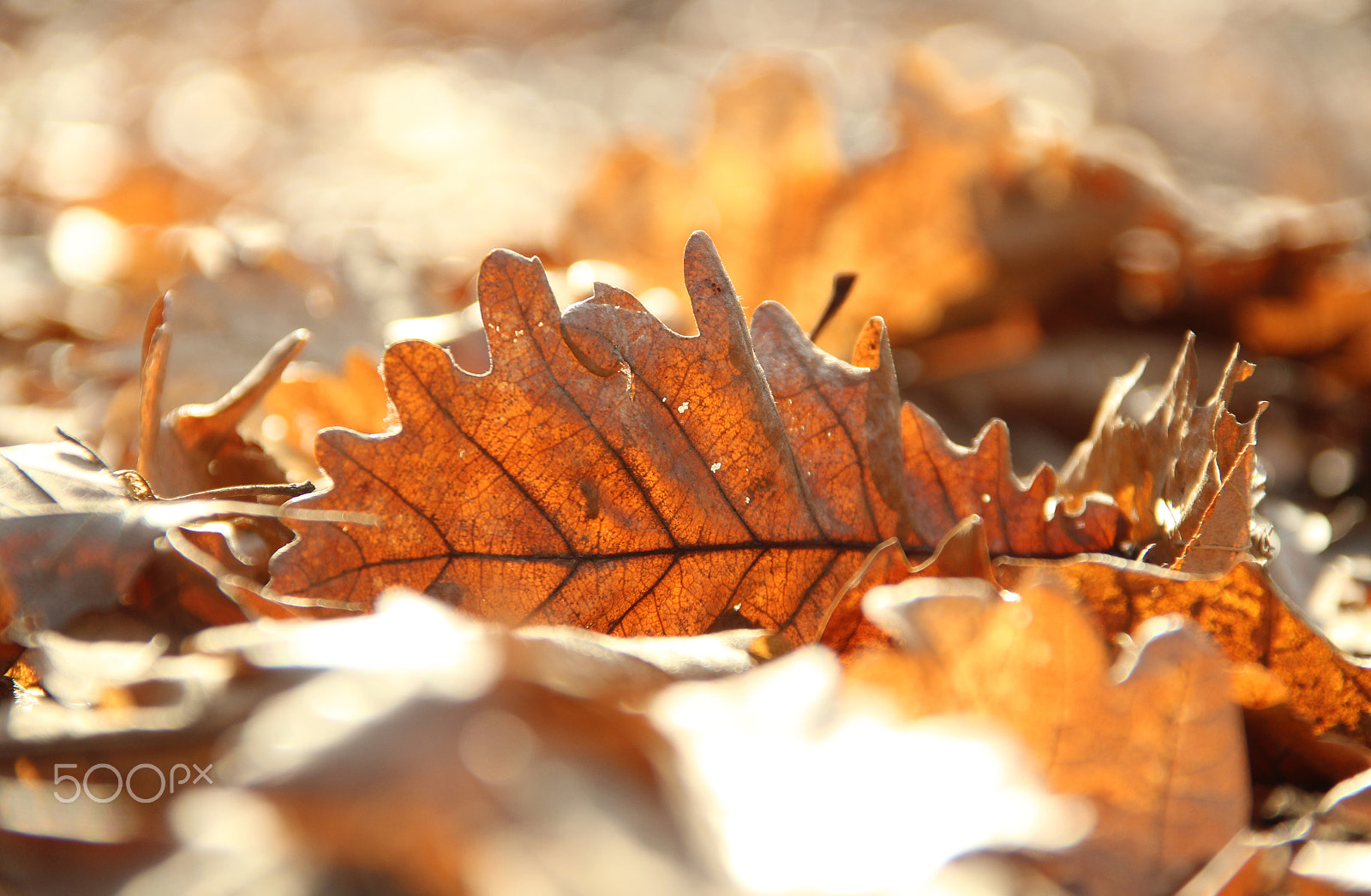Canon EOS 600D (Rebel EOS T3i / EOS Kiss X5) sample photo. Autumn leaf photography