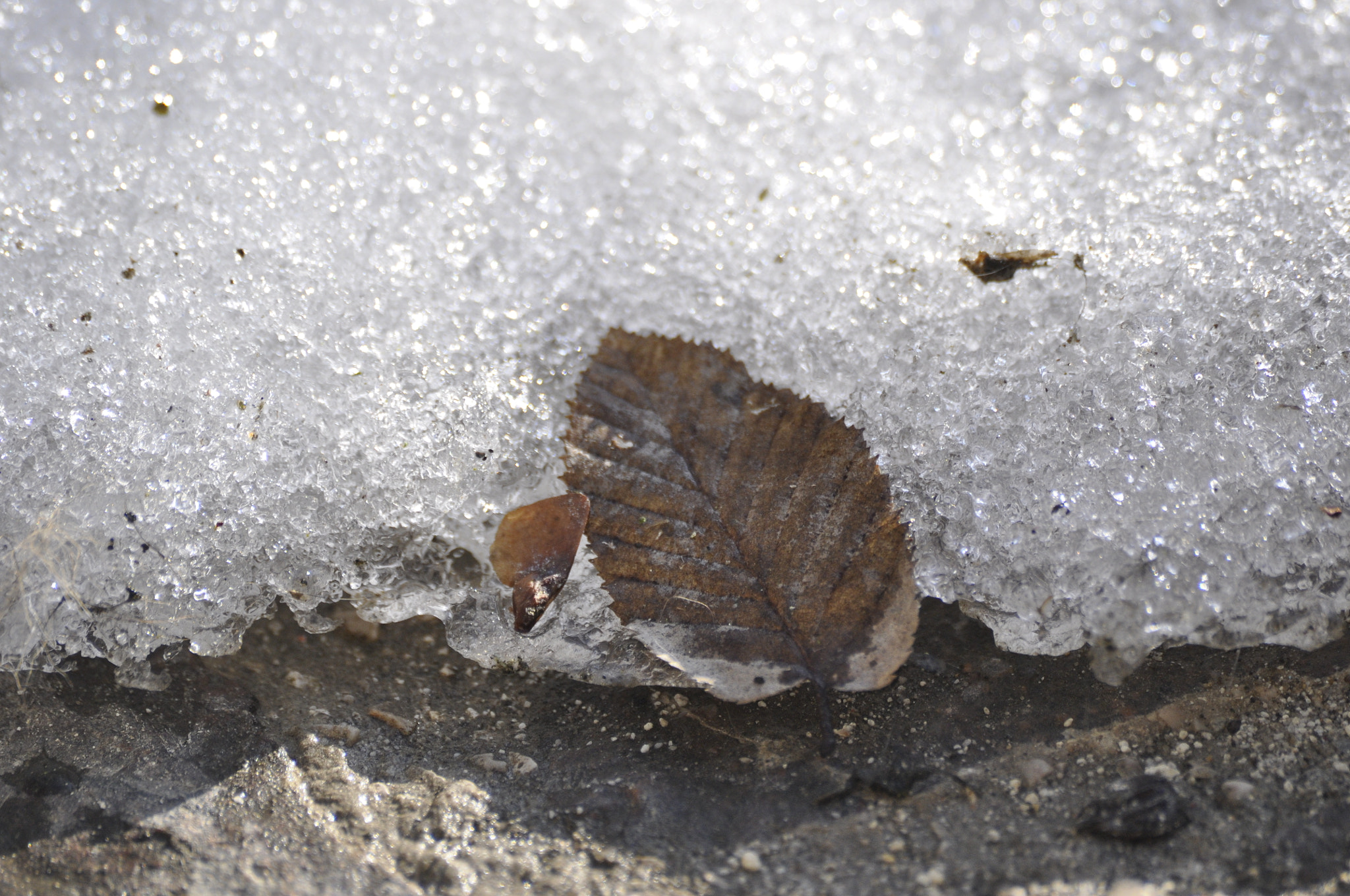 Sigma 70-300mm F4-5.6 APO DG Macro sample photo. Leaf photography